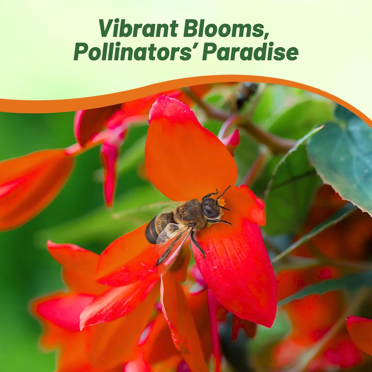 Begonia Groovy Orange Attracting Pollinators