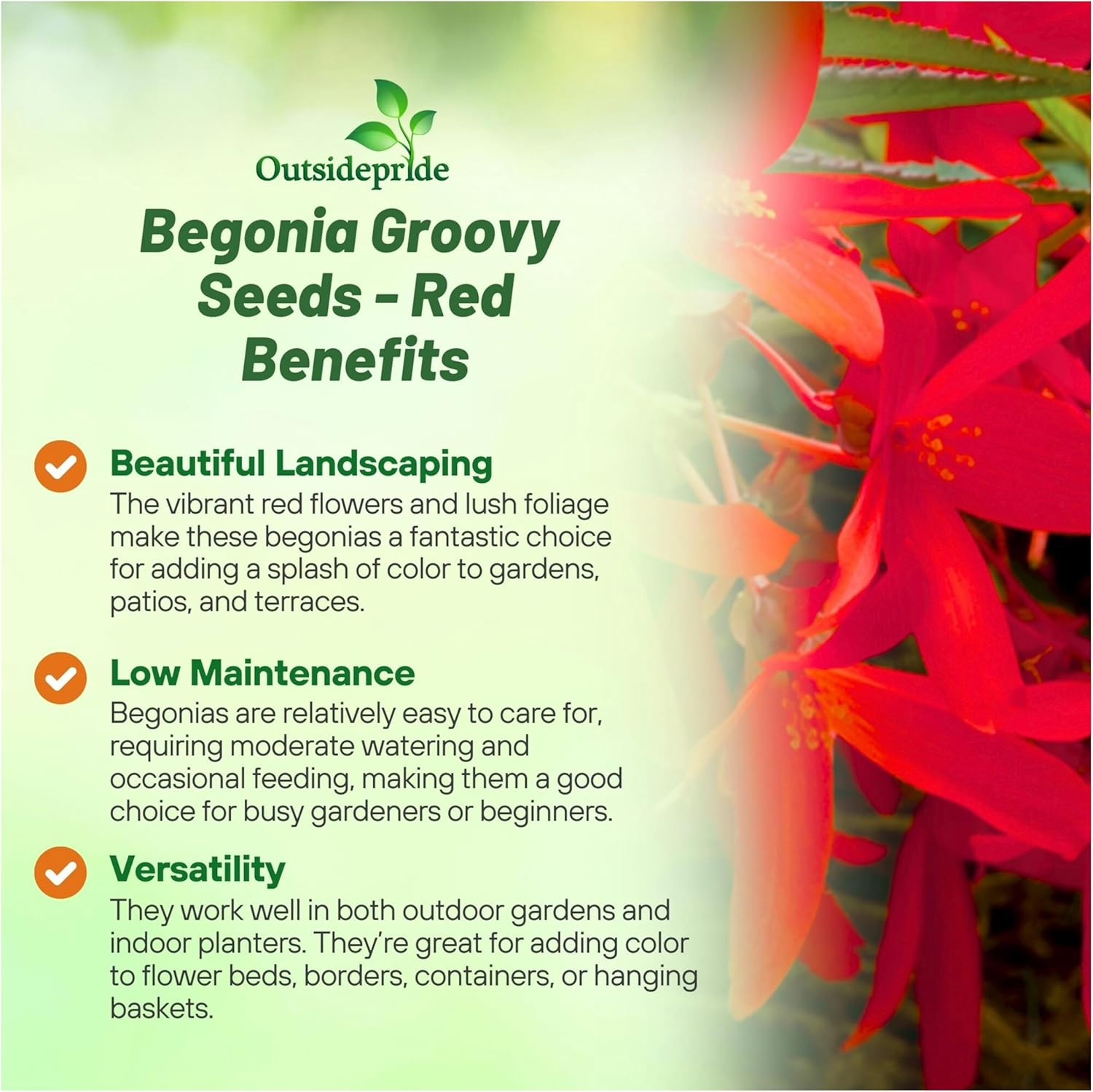 Begonia Groovy red Benefits