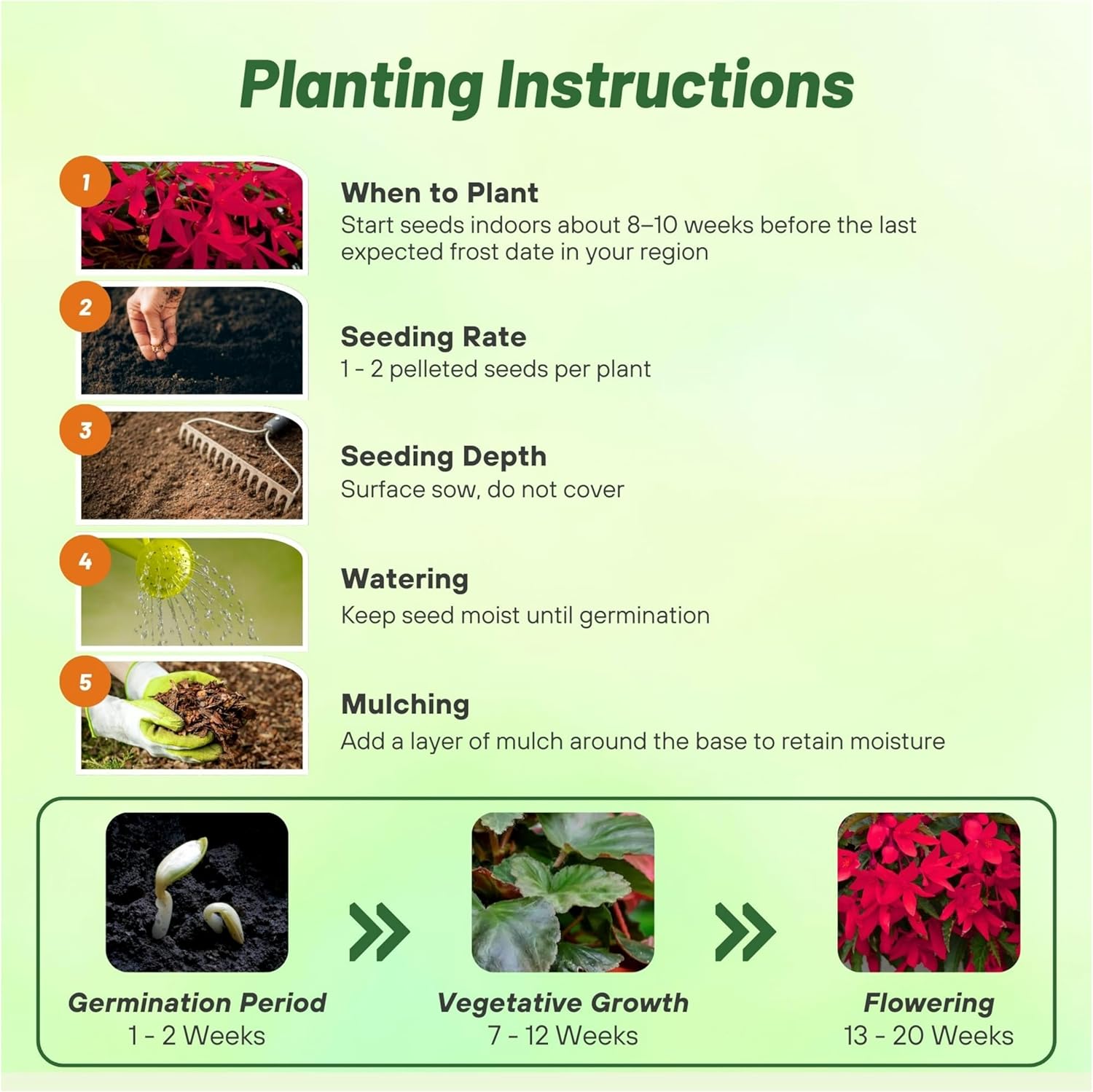 Begonia Groovy red Planting Instructions