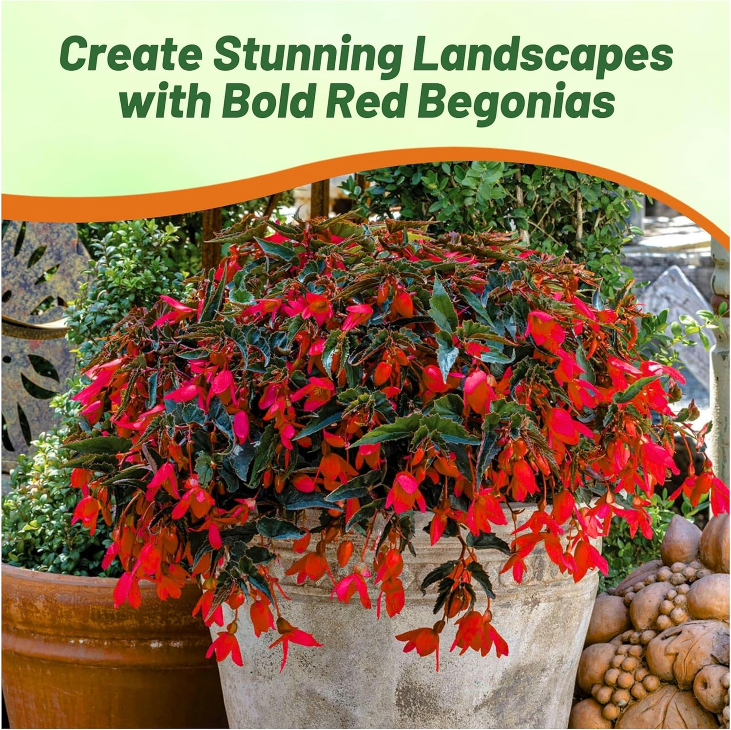 Begonia Groovy red Container Plant