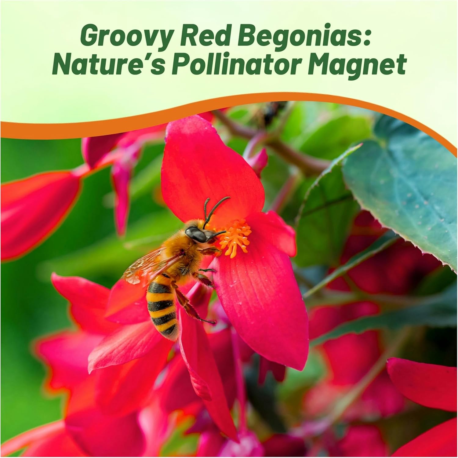 Begonia Groovy red Attacting Pollinators