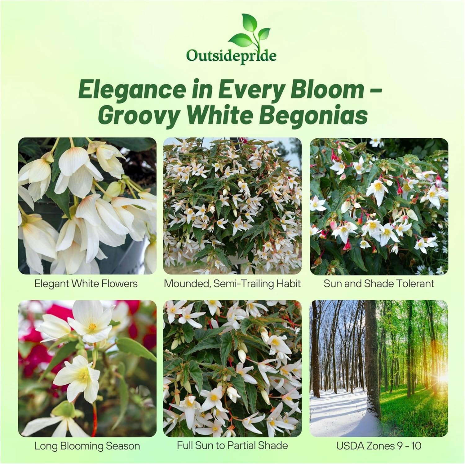 Begonia Groovy White Blooms