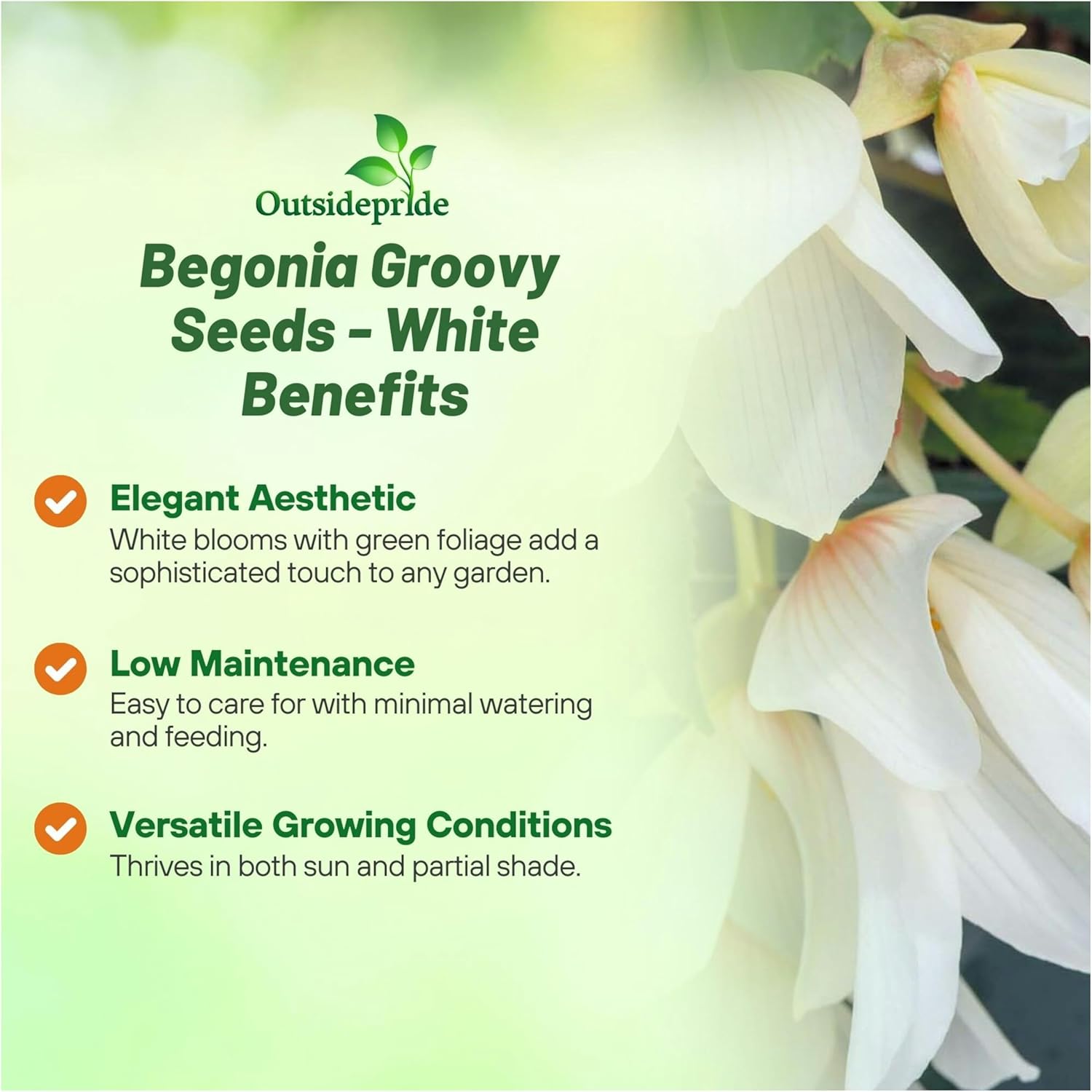 Begonia Groovy White Benefits