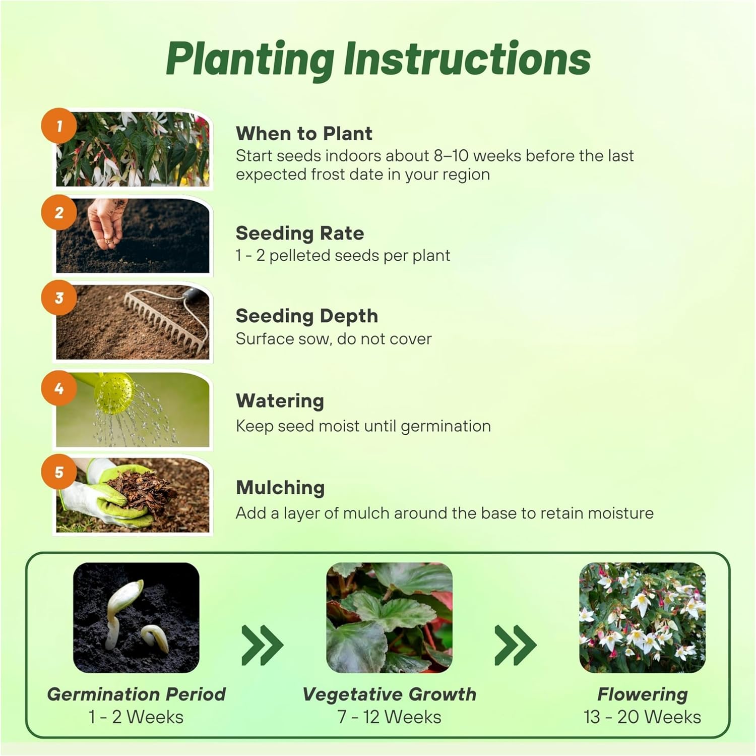 Begonia Groovy White Planting Directions