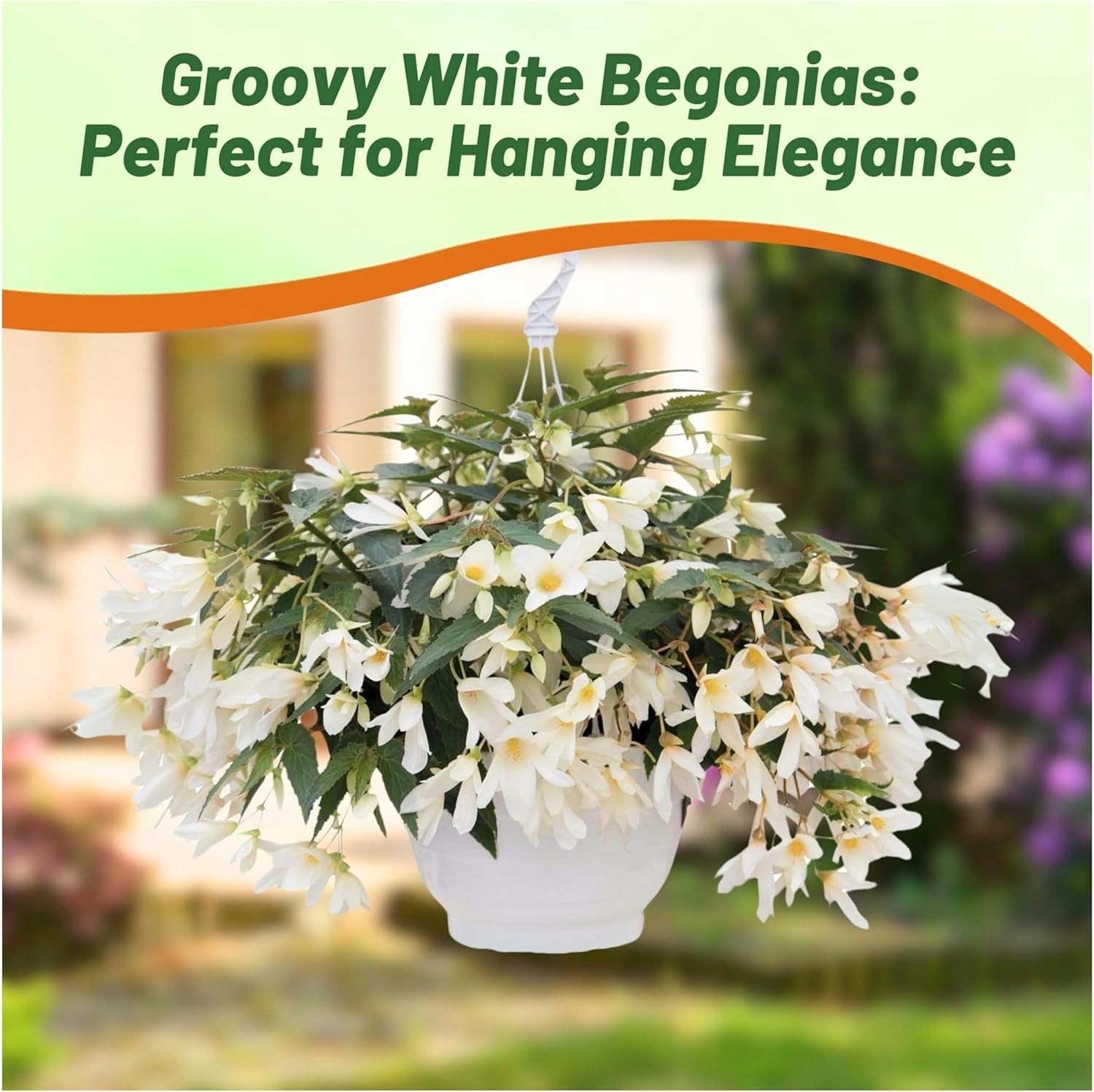 Begonia Groovy White Container Plant