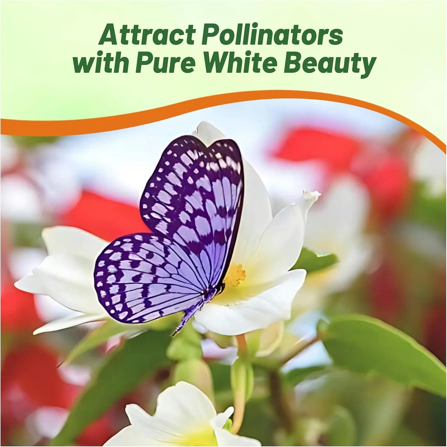 Begonia Groovy White Attacting Pollinators