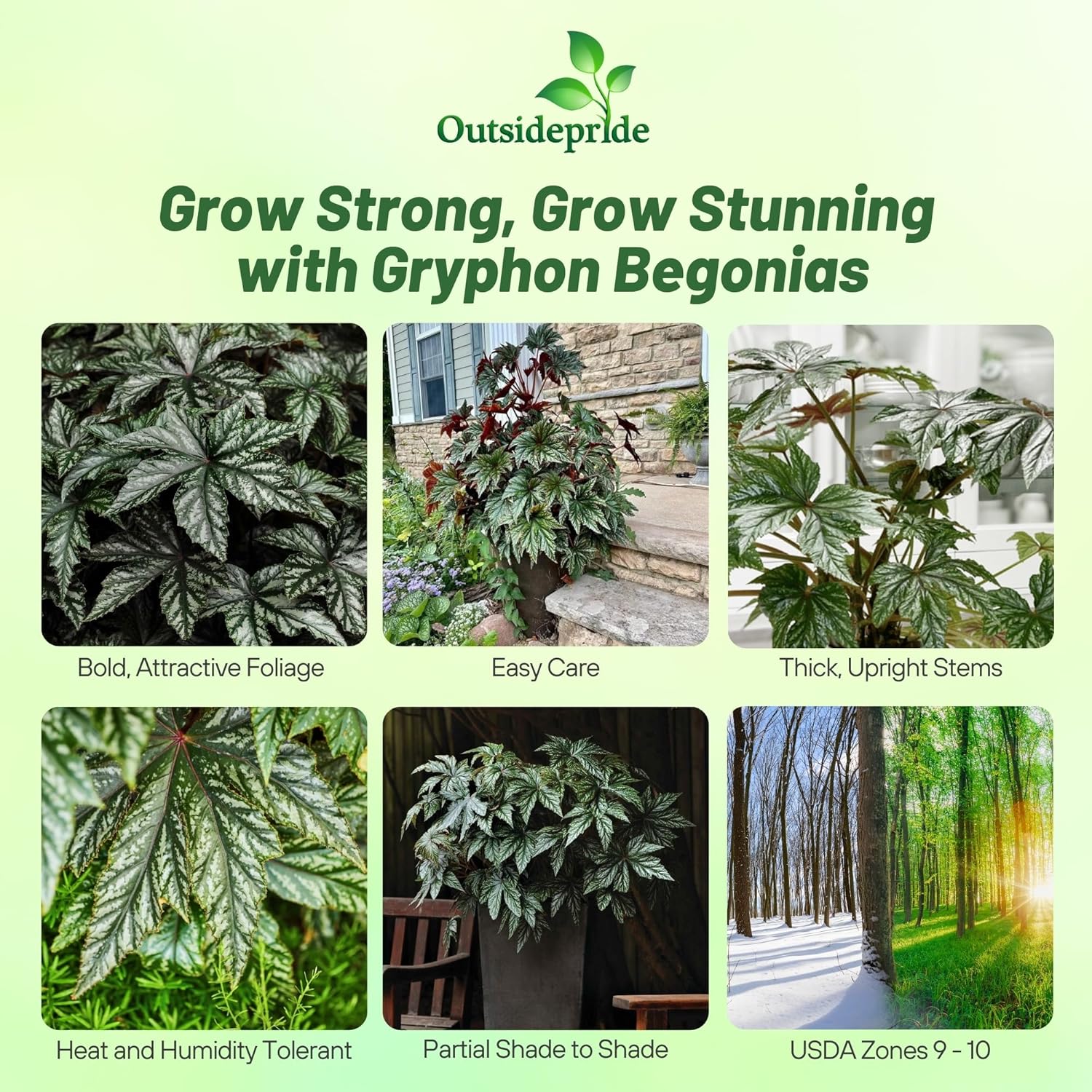 Begonia Gryphon Foliage Plant