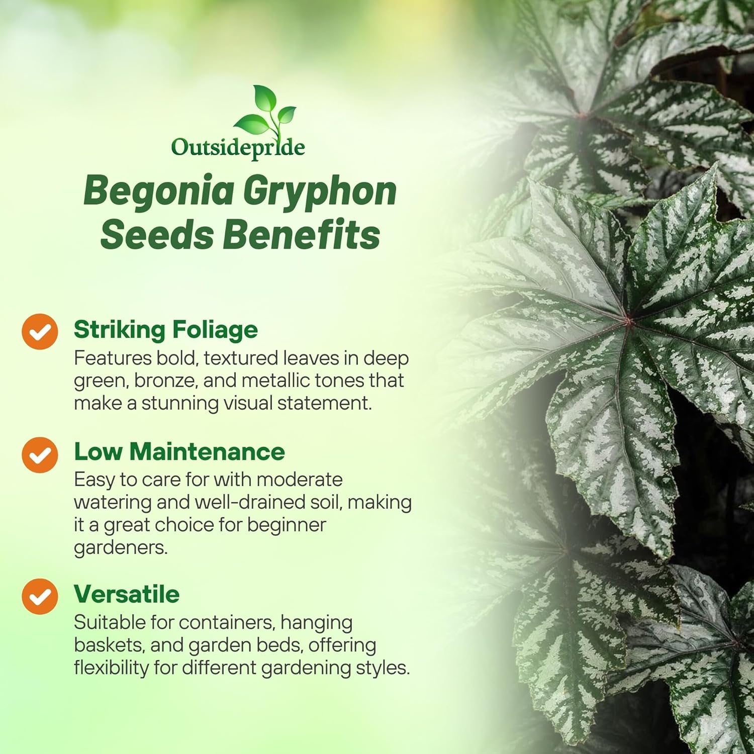 Begonia Gryphon Dark Foliage