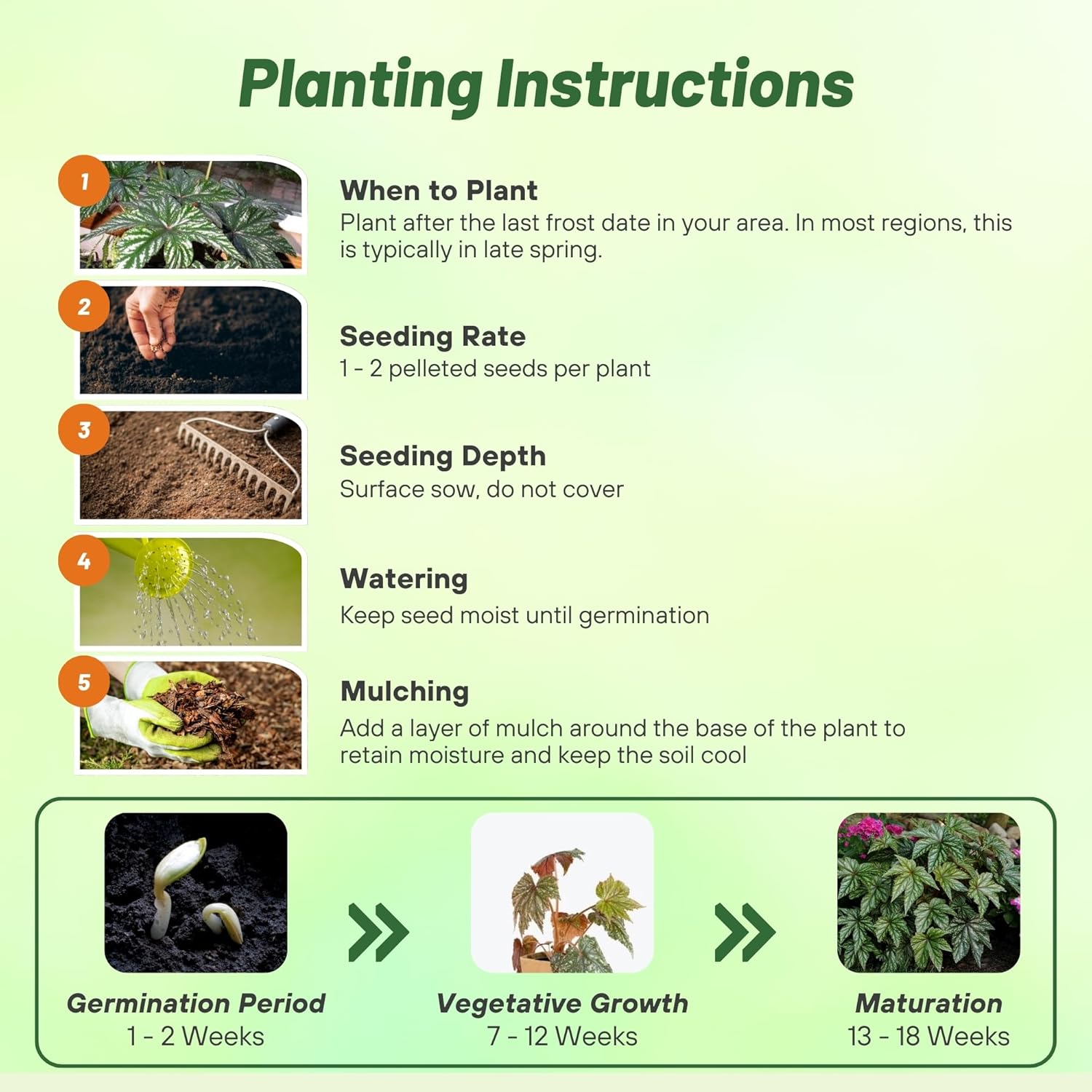 Begonia Gryphon Planting Instructions