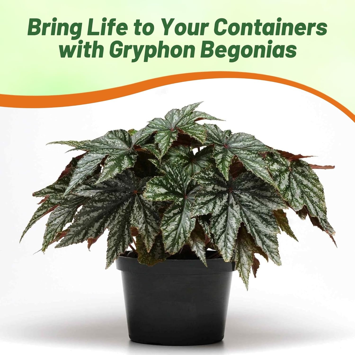 Begonia Gryphon Container Plant