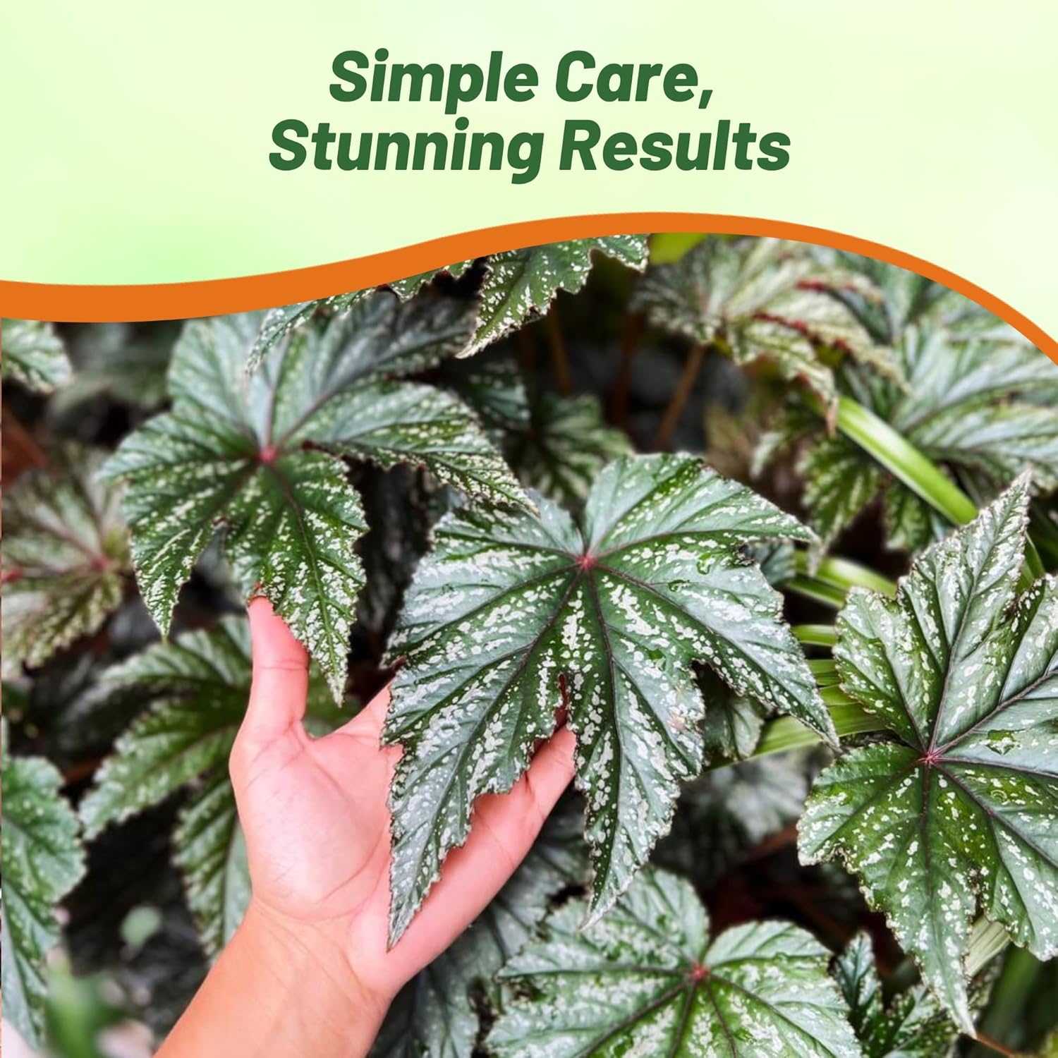 Begonia Gryphon Indoor House Plant