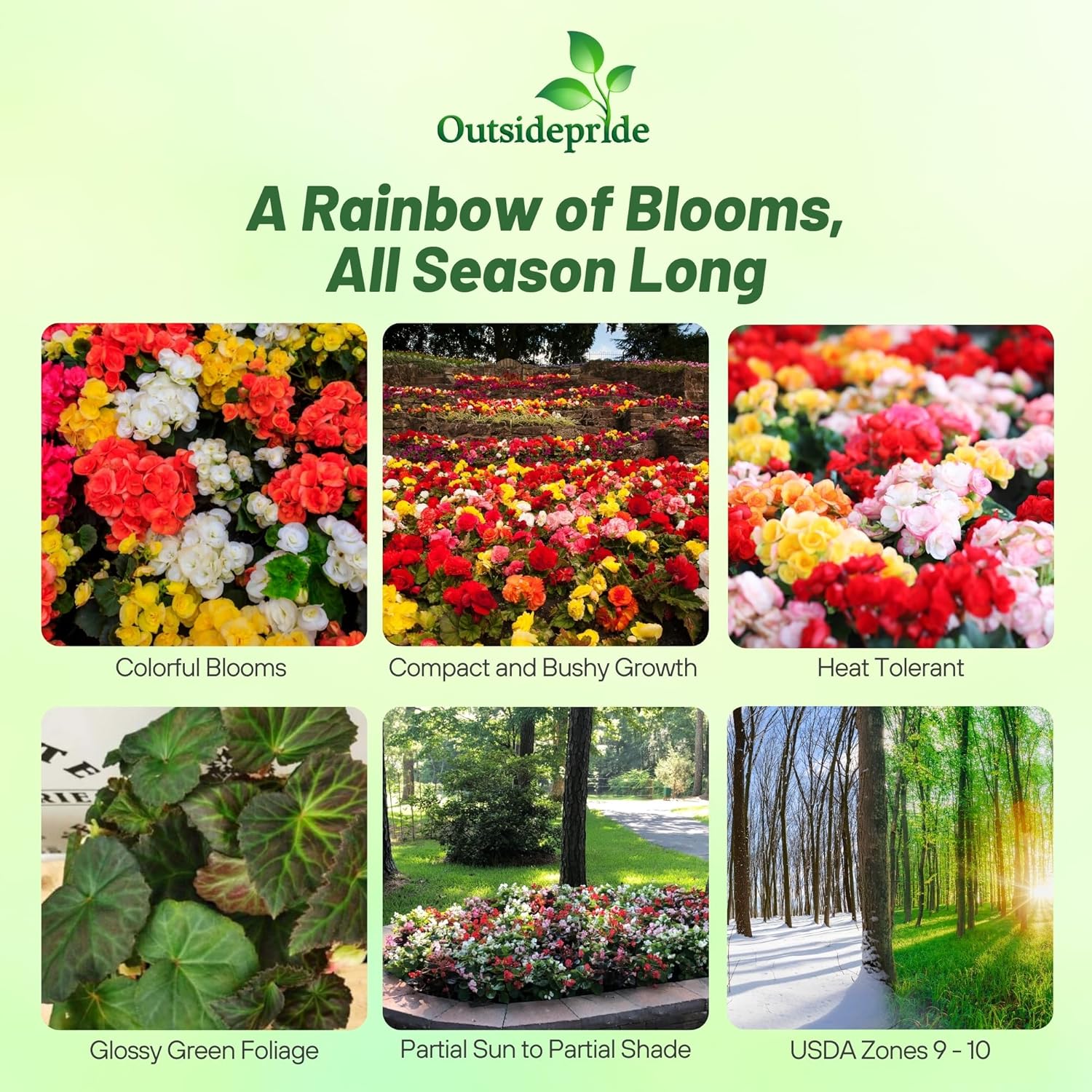 Begonia Limitless Flowering Mix
