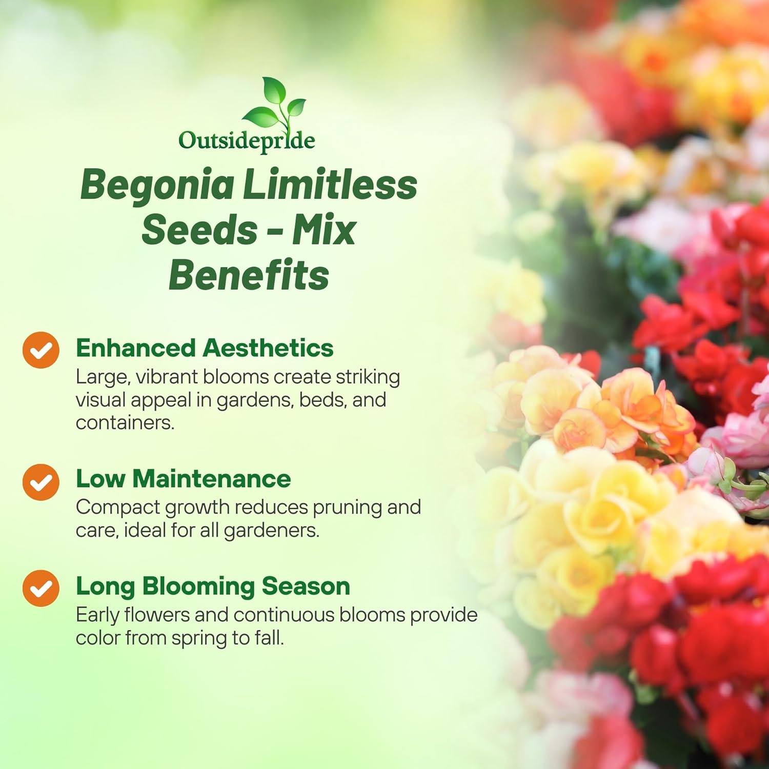 Begonia Limitless Blooming Mix