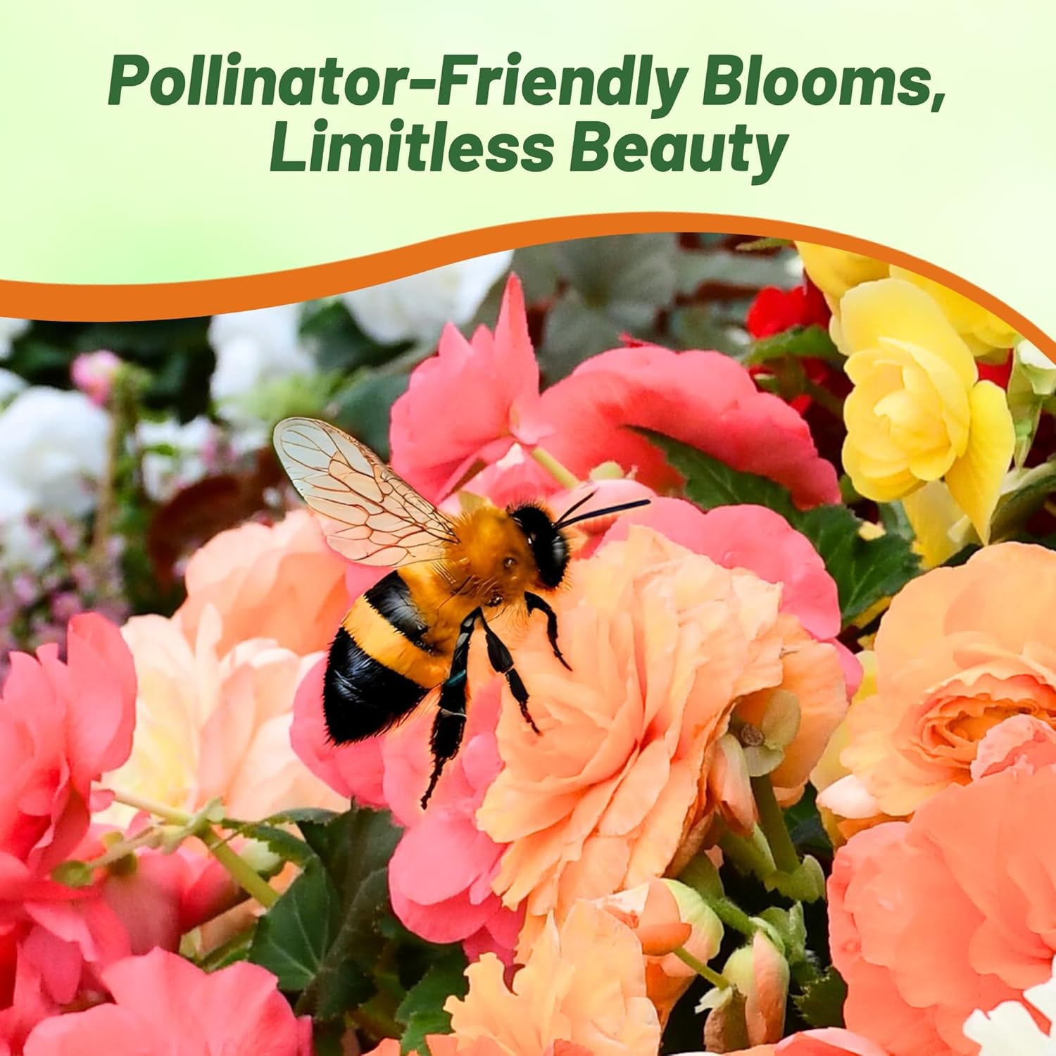 Begonia Limitless Pollinating Flower Mix