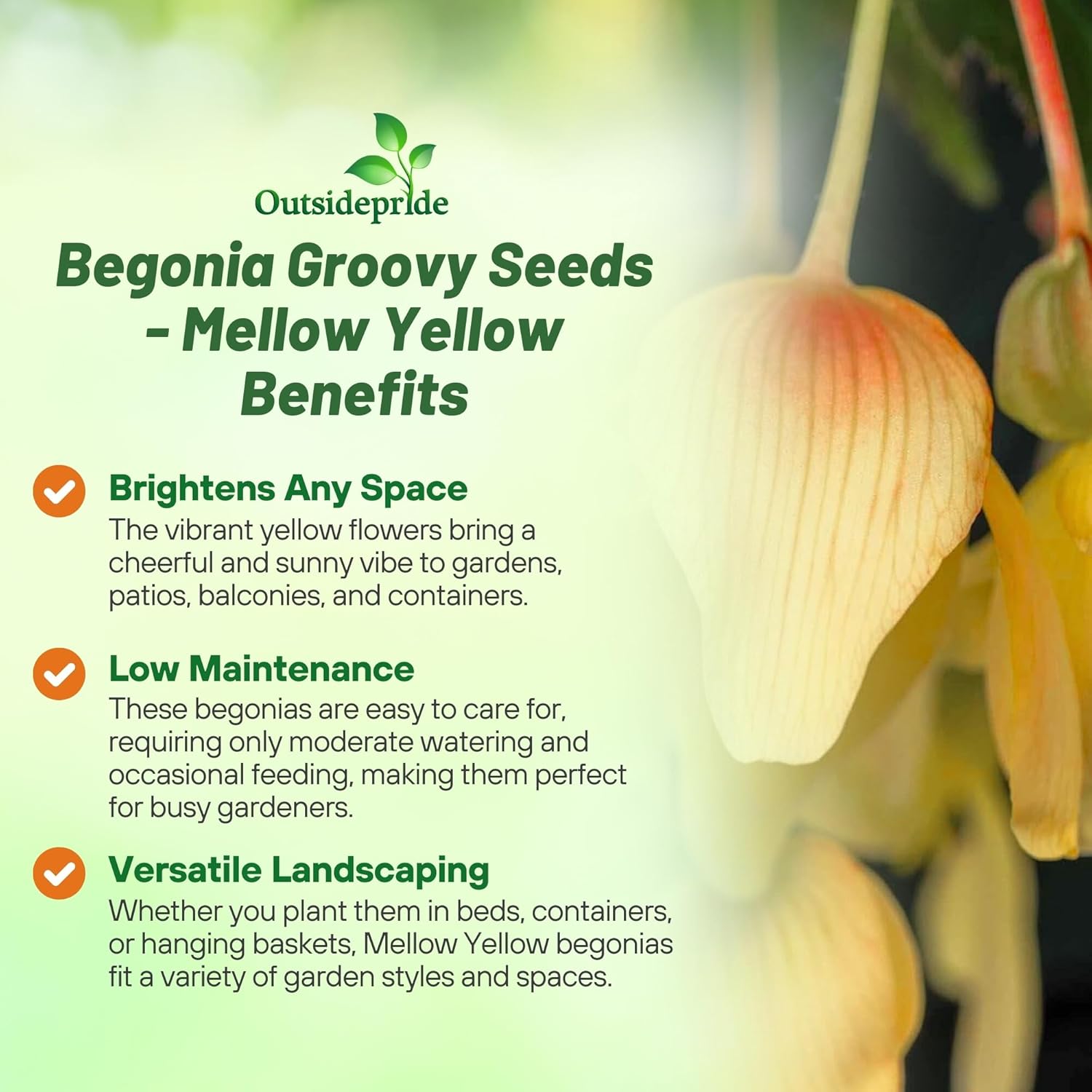 Begonia Groovy Yellow Benefits
