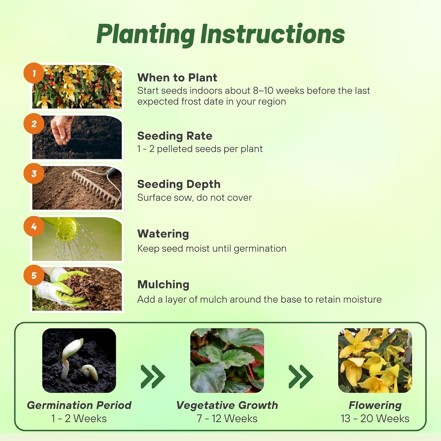 Begonia Groovy Yellow Planting Directions