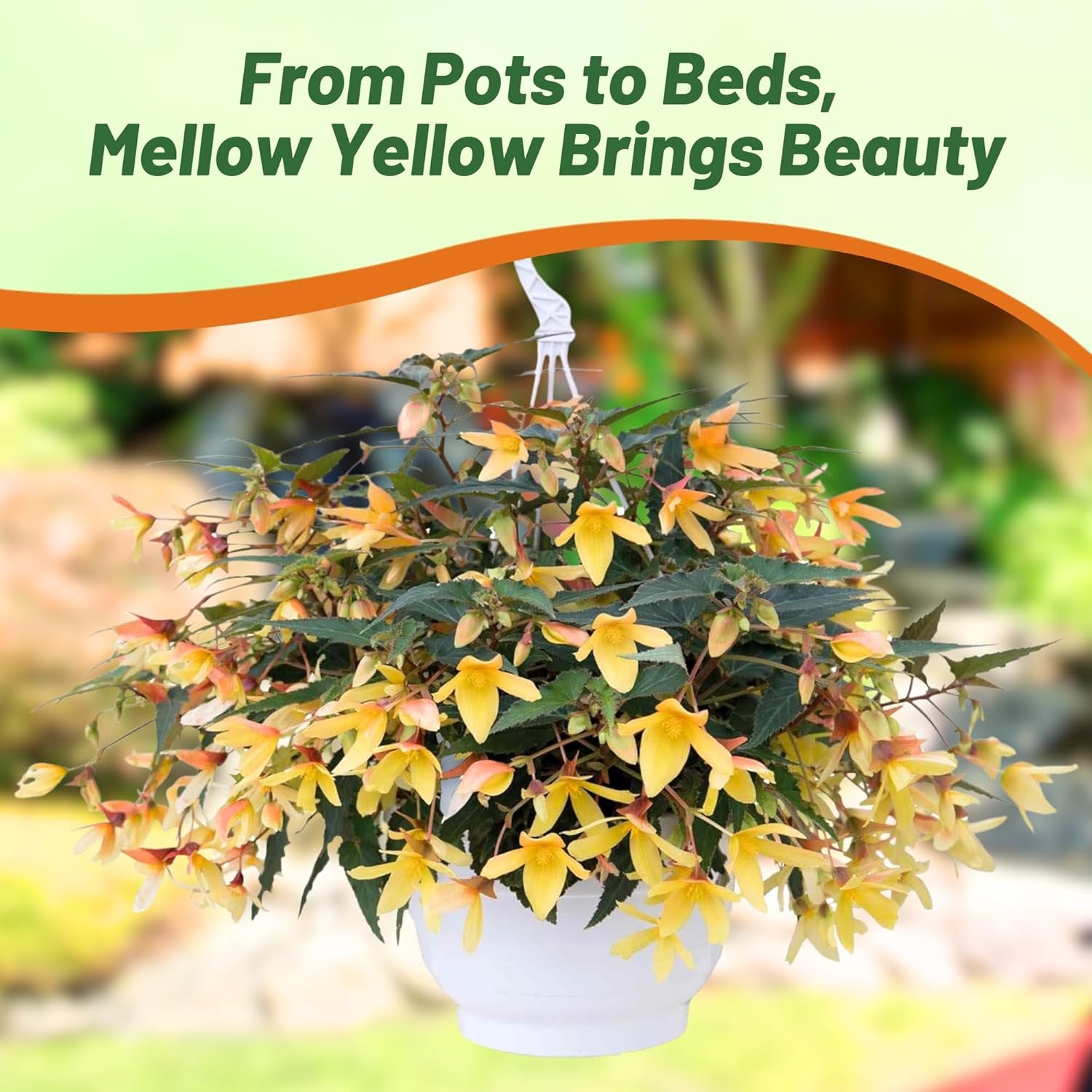 Begonia Groovy Yellow Container Plant