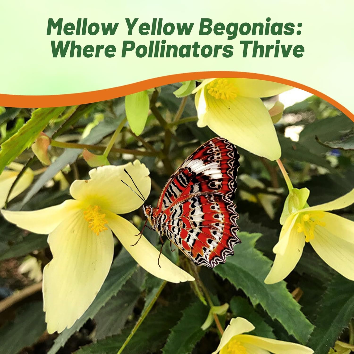 Begonia Groovy Yellow With Butterfly