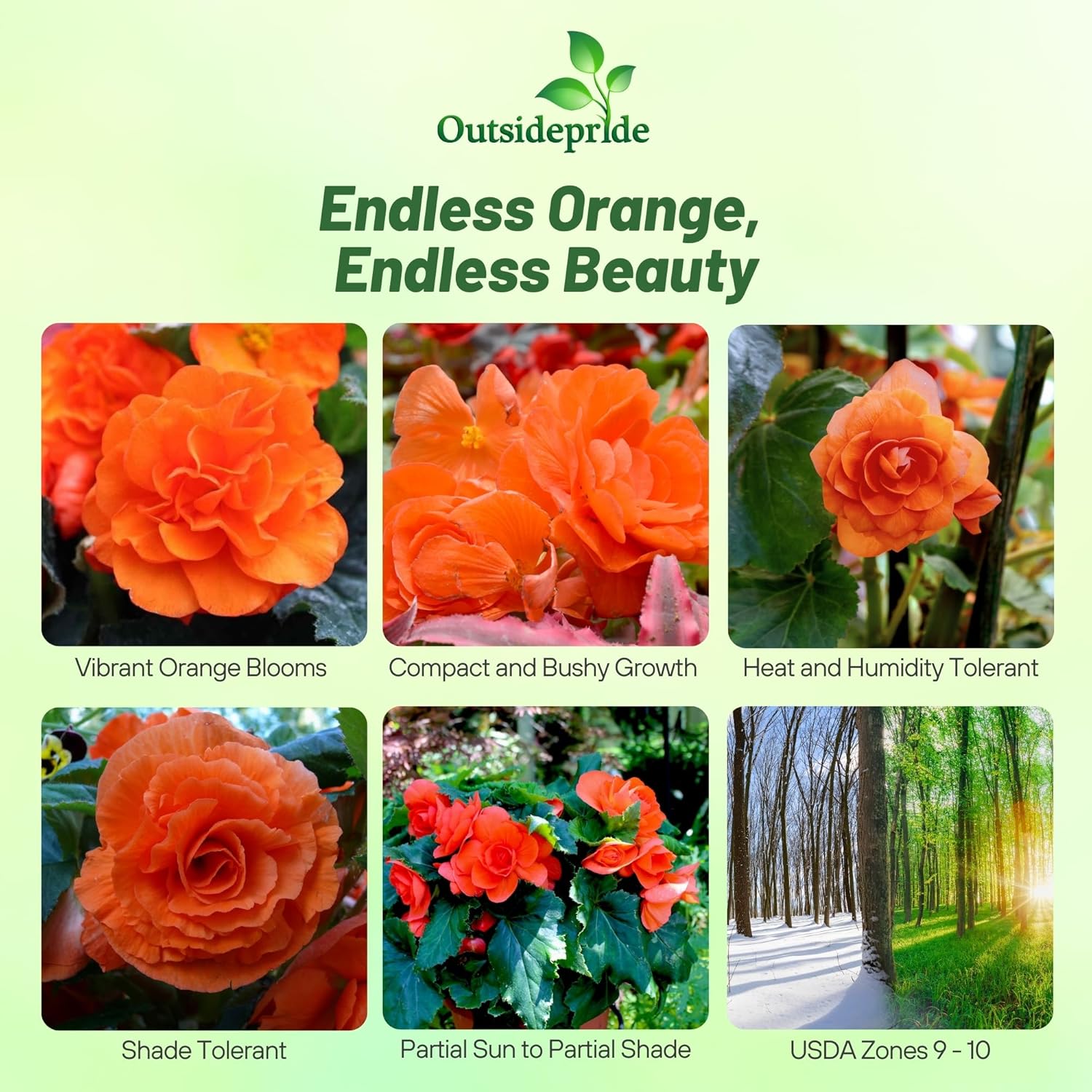 Begonia Limitless Orange Flowering Plant