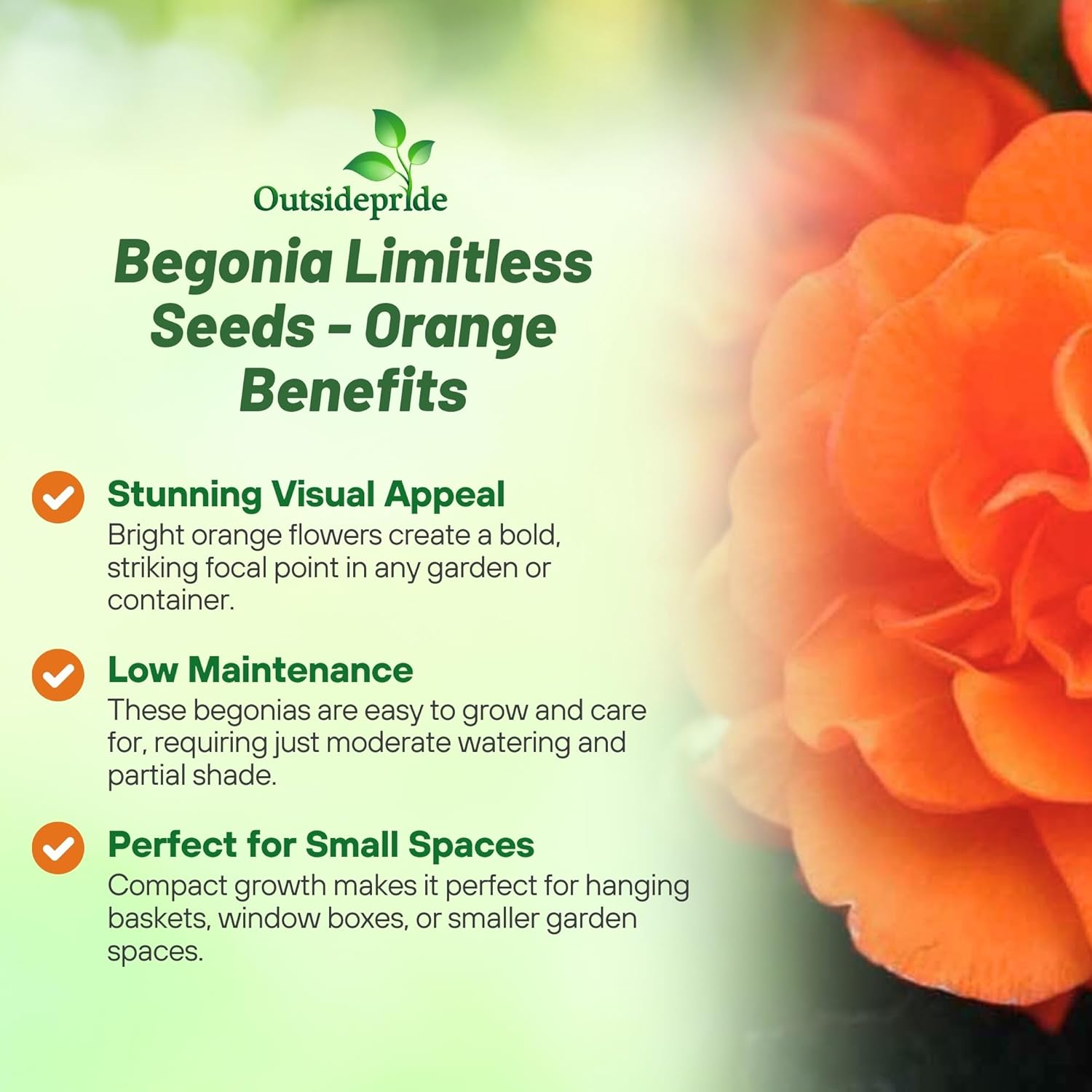 Begonia Limitless Orange Benefits