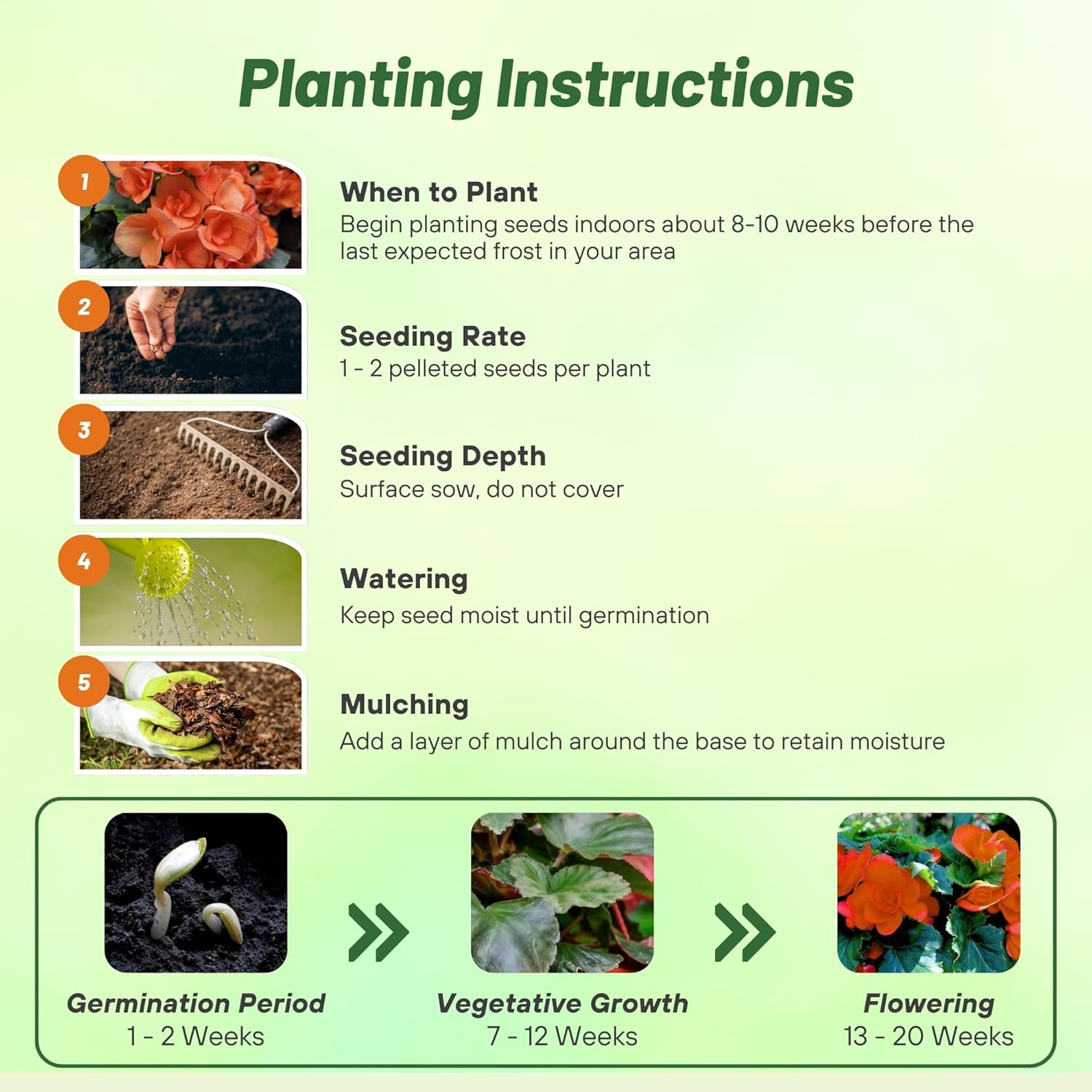 Begonia Limitless Orange Planting Directions