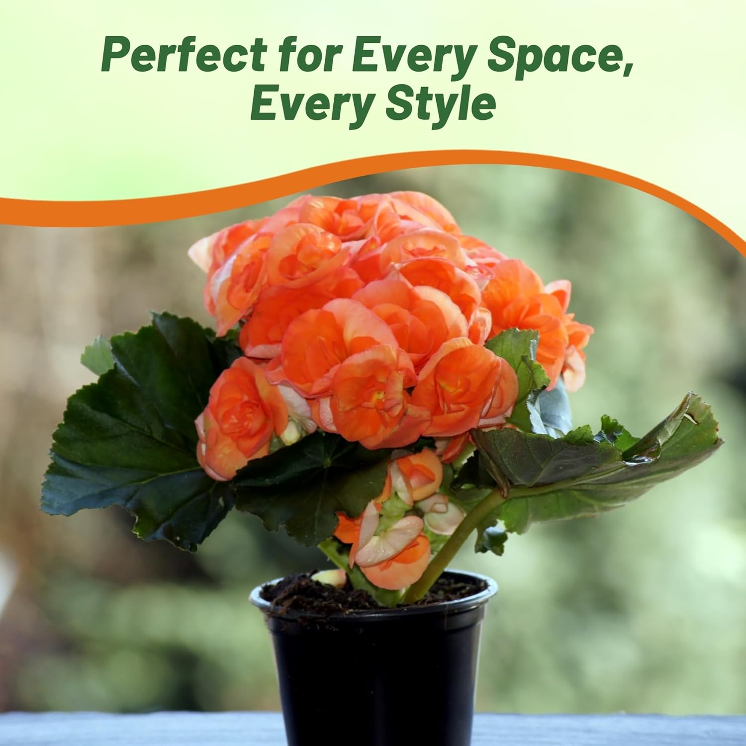Begonia Limitless Orange Container Plant