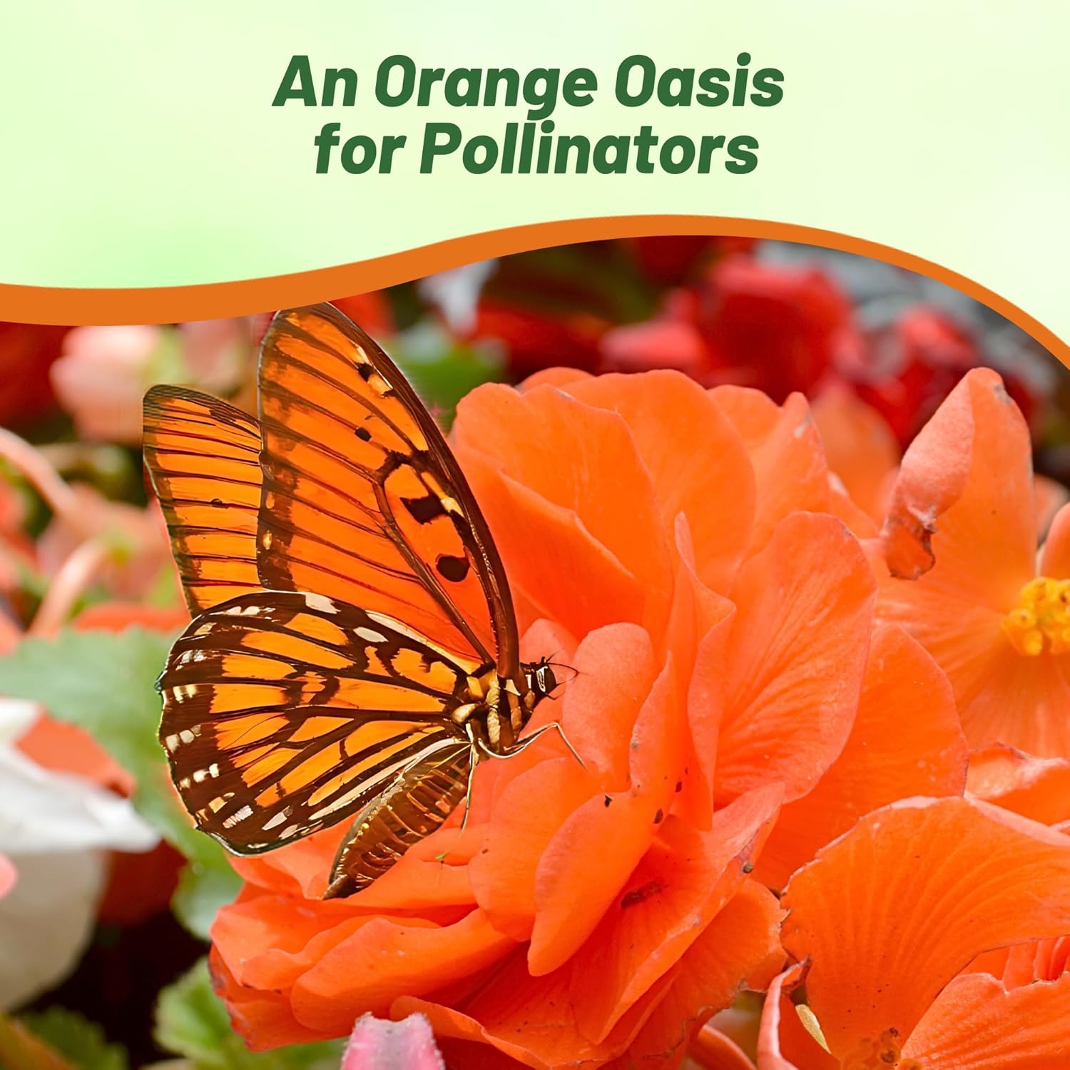 Begonia Limitless Orange Pollinator