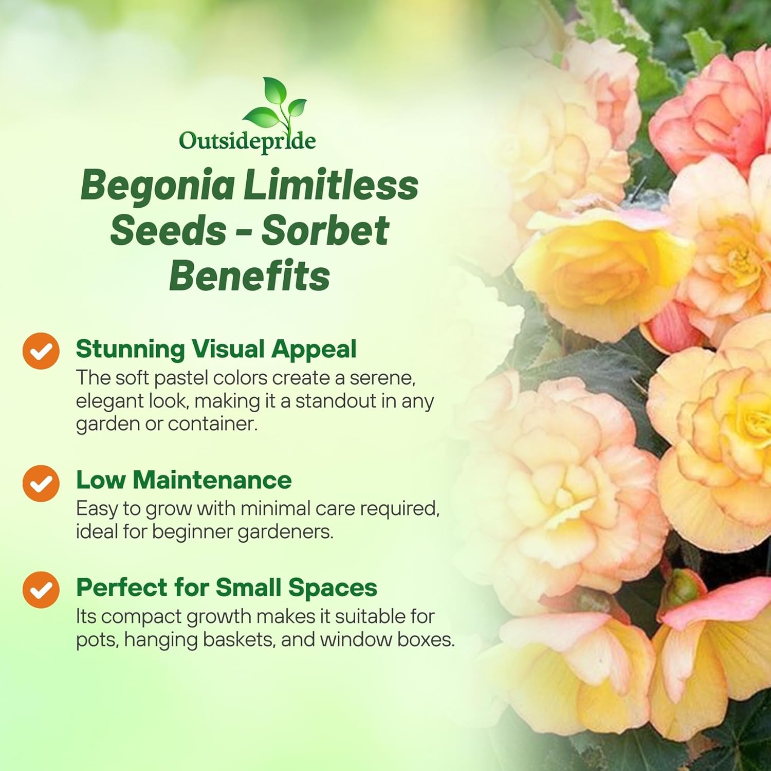 Begonia Limitless Sorbet Benefits