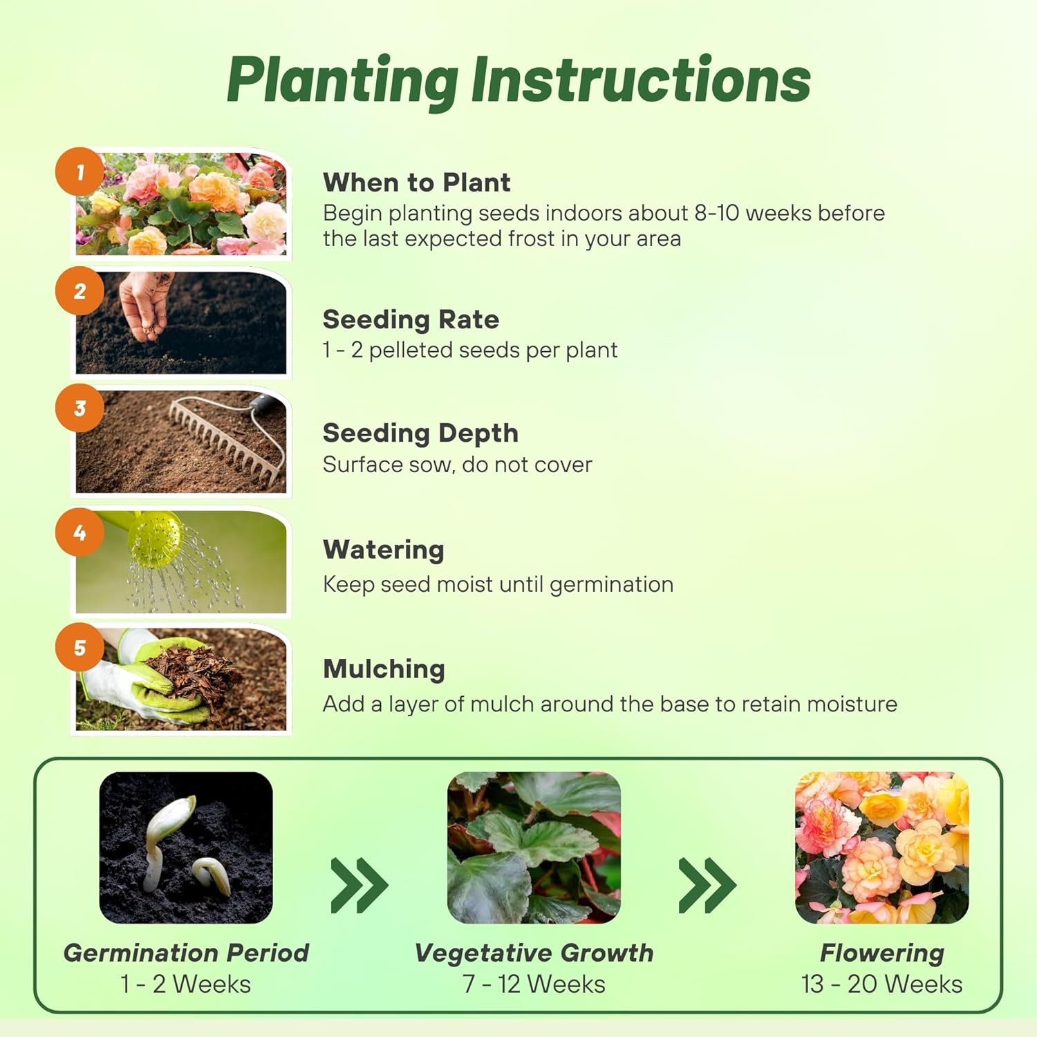 Begonia Limitless Sorbet Planting Directions