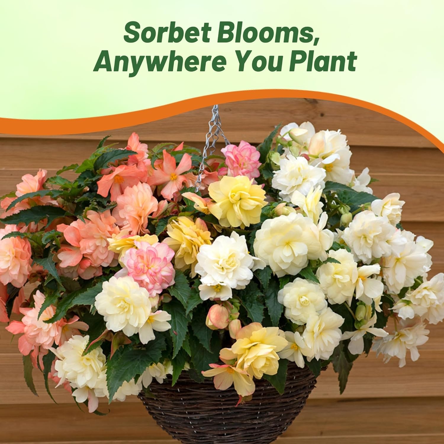 Begonia Limitless Sorbet Container Plant
