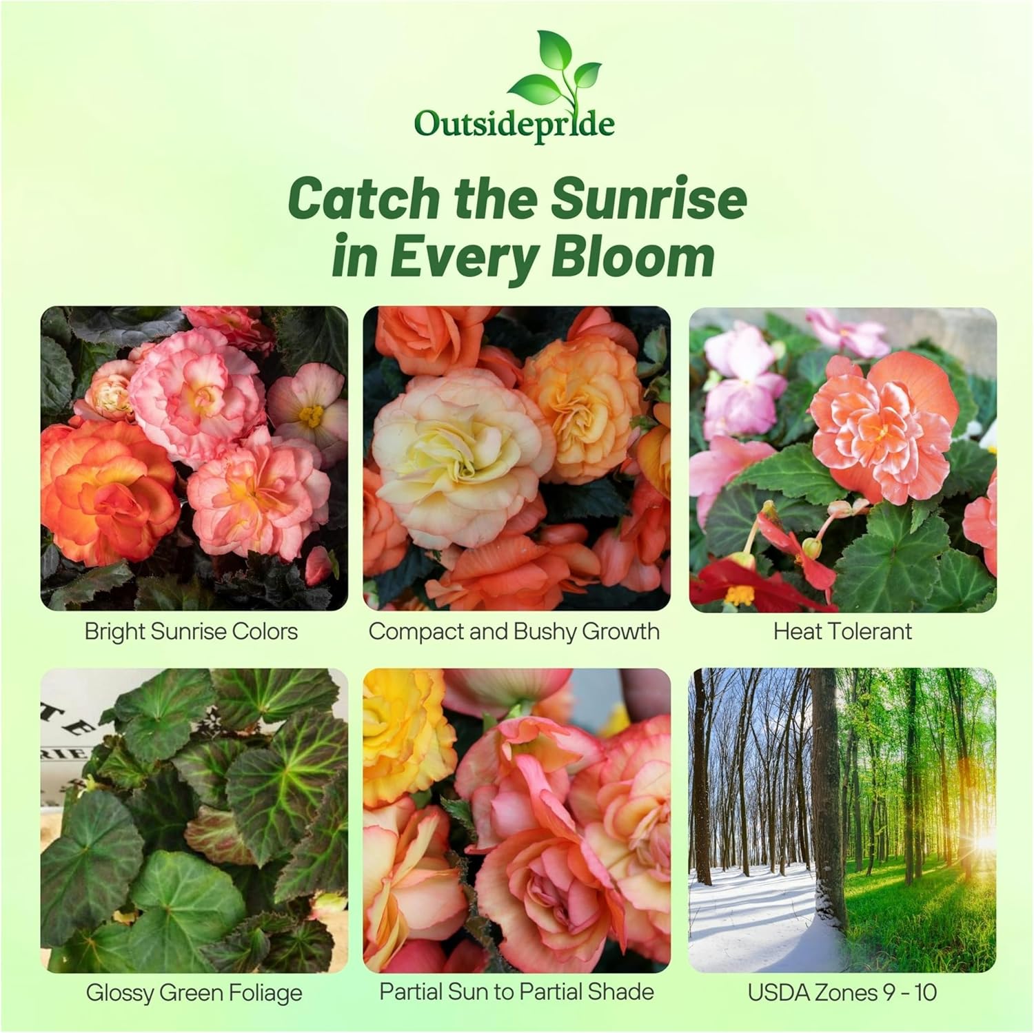 Begonia Limitless Sunrise Plants