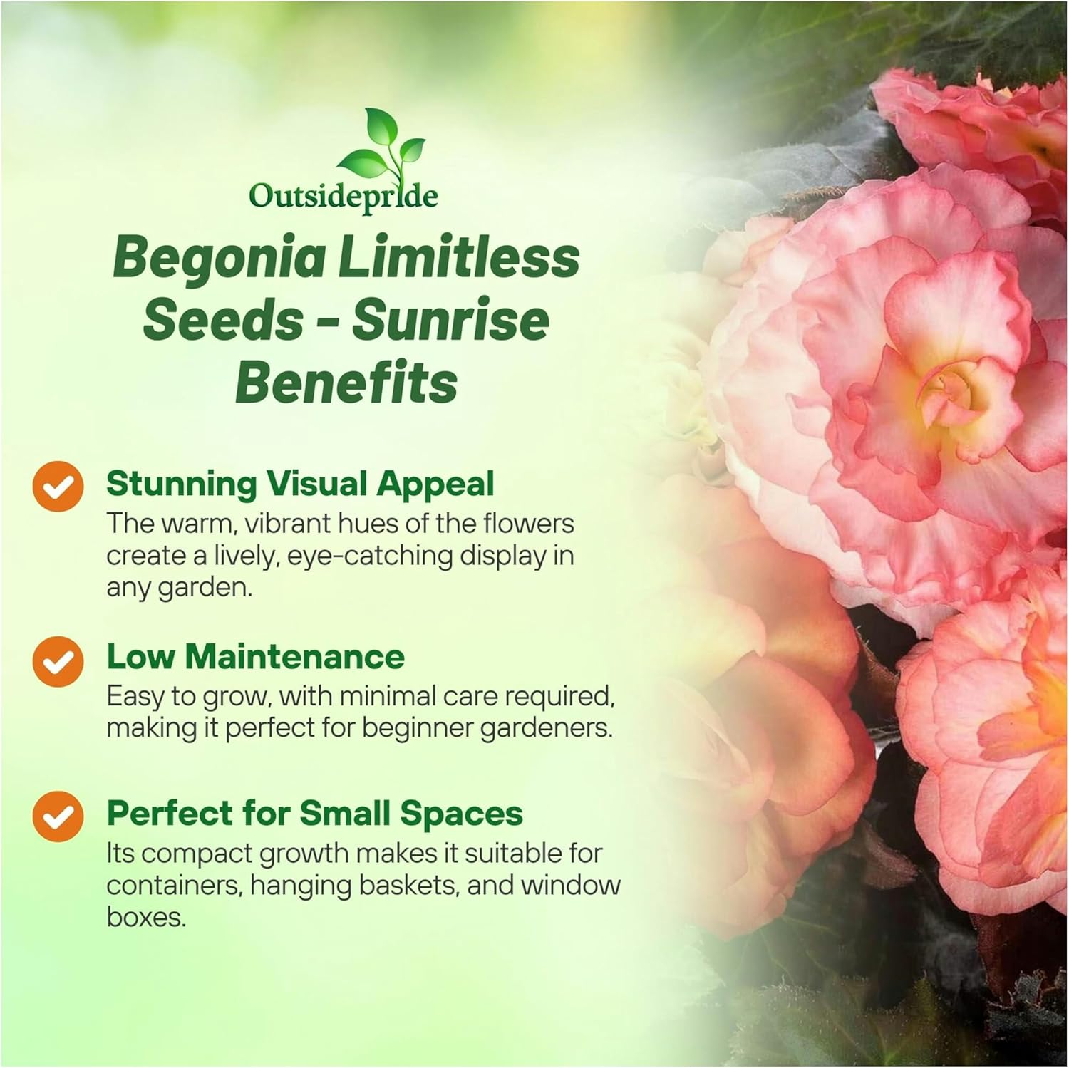Begonia Limitless Sunrise Benefits