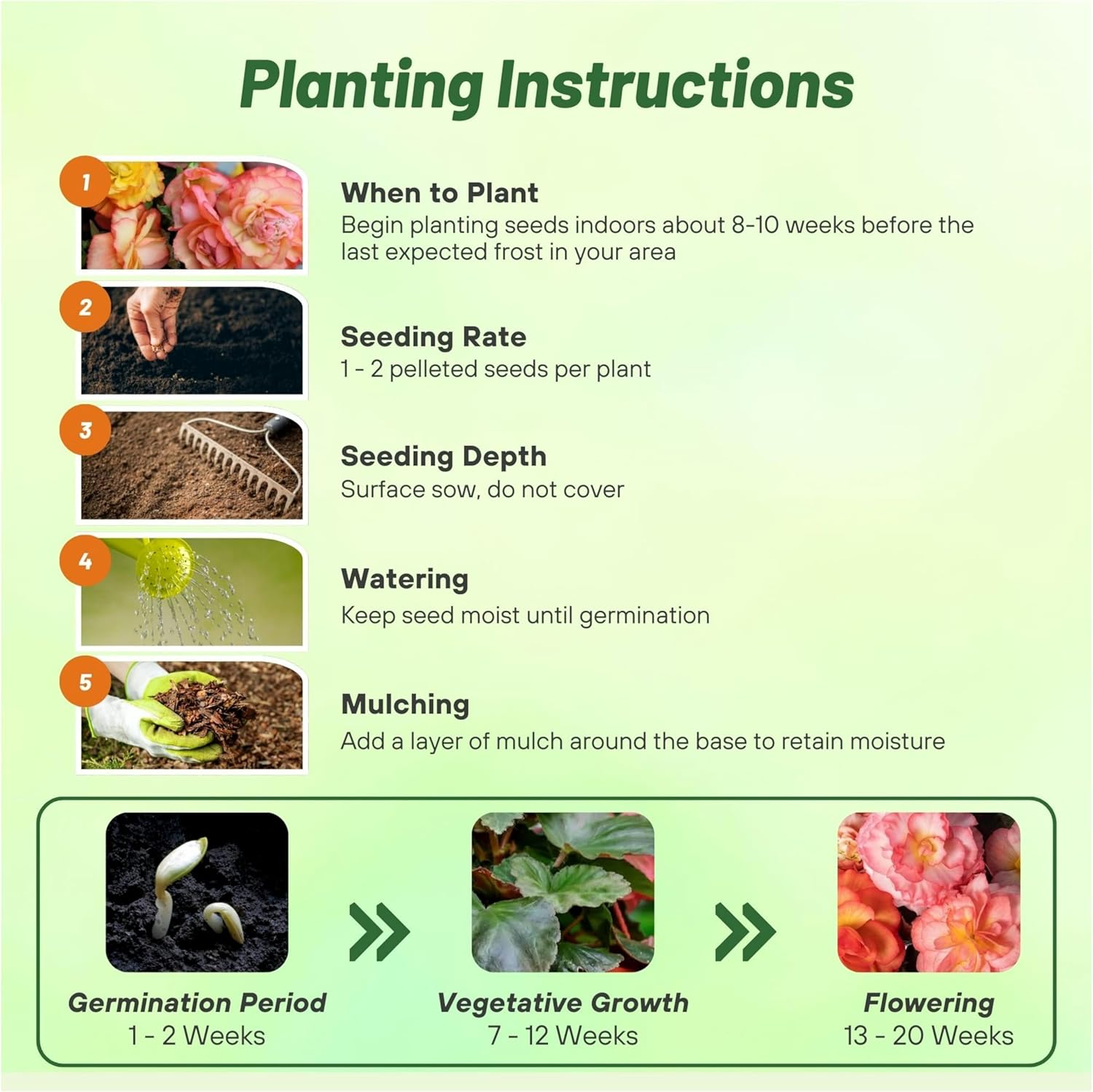 Begonia Limitless Sunrise Planting Instructions