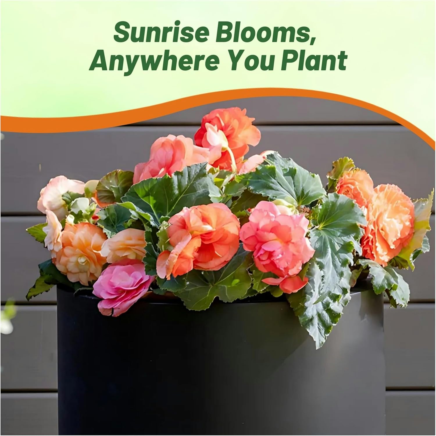 Begonia Limitless Sunrise Container Plant