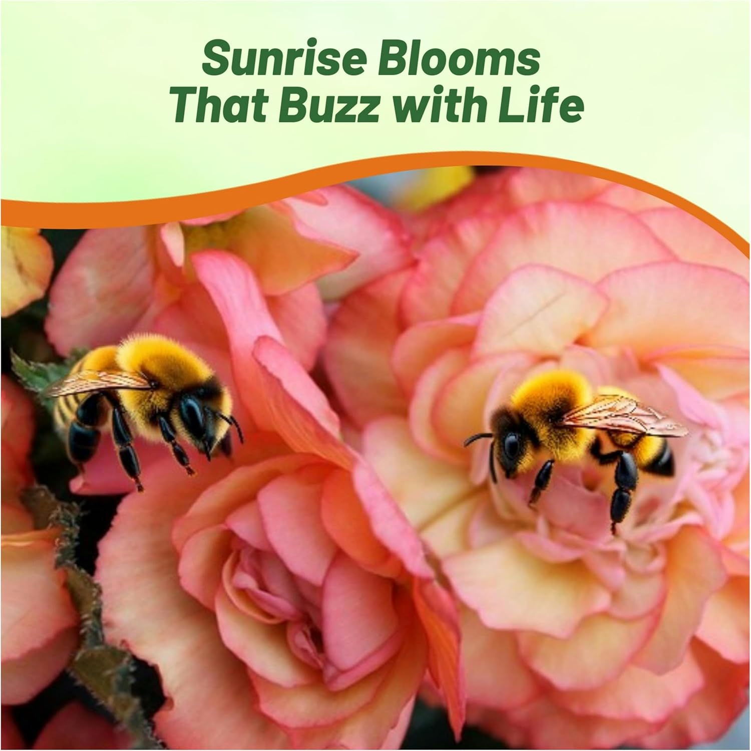 Begonia Limitless Sunrise With Pollinators