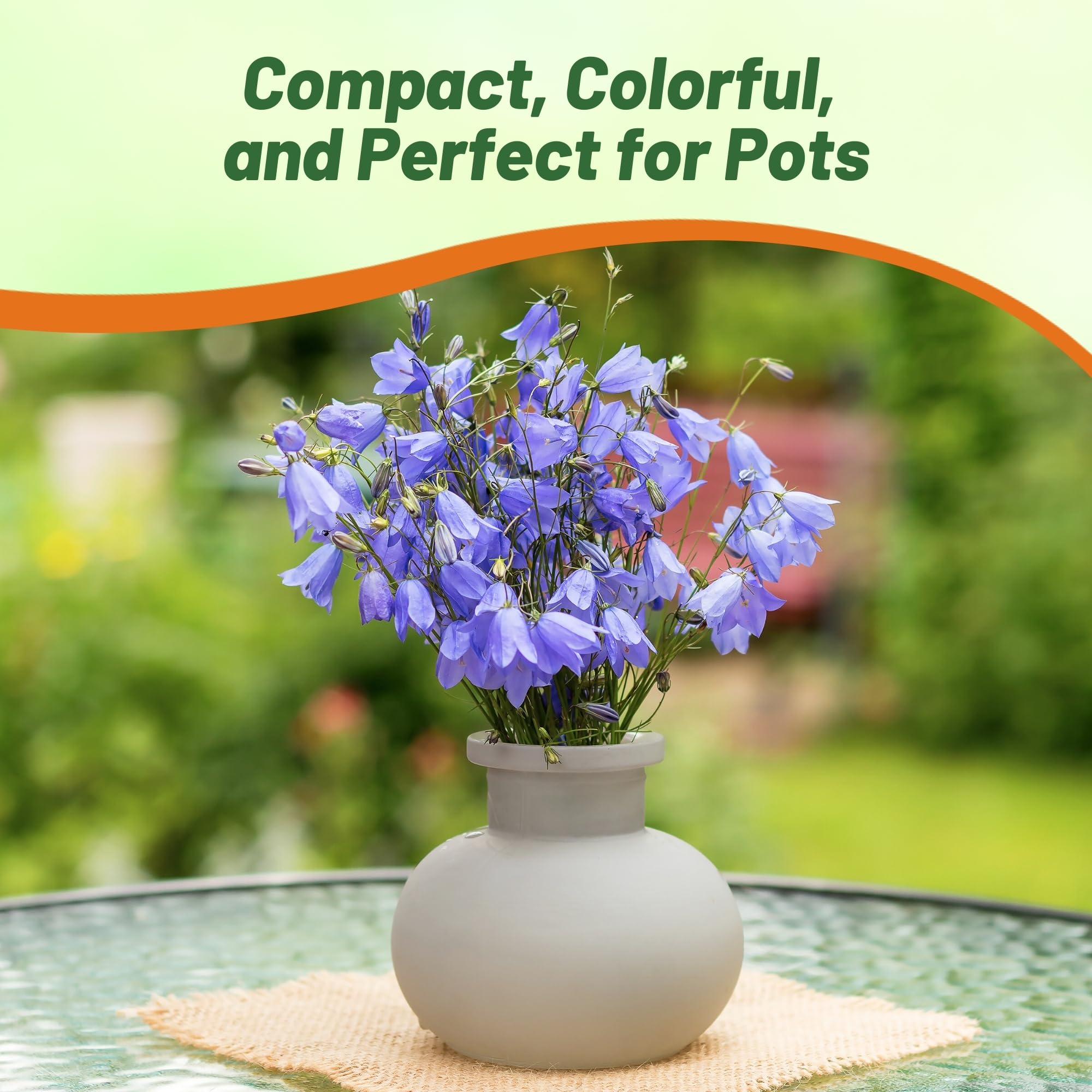 Campanula Bellflower Blue Garden Flowers