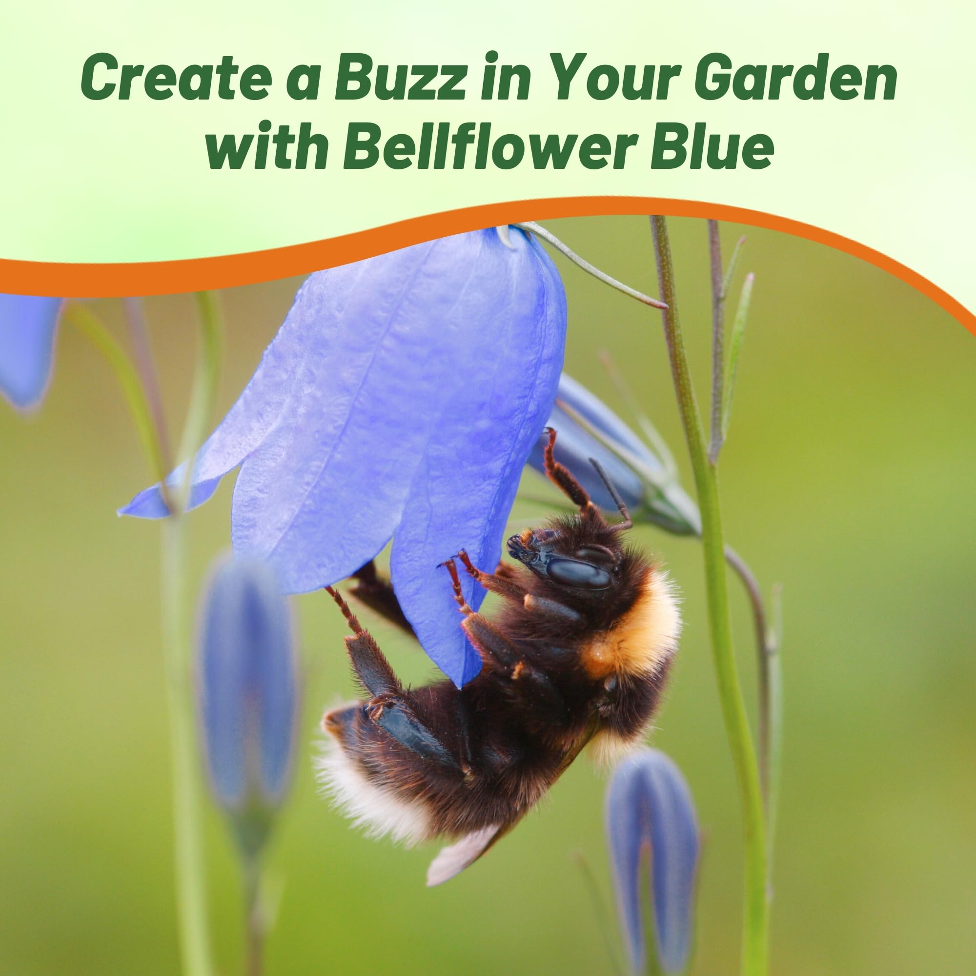 Bellflower Blue Flower Seed
