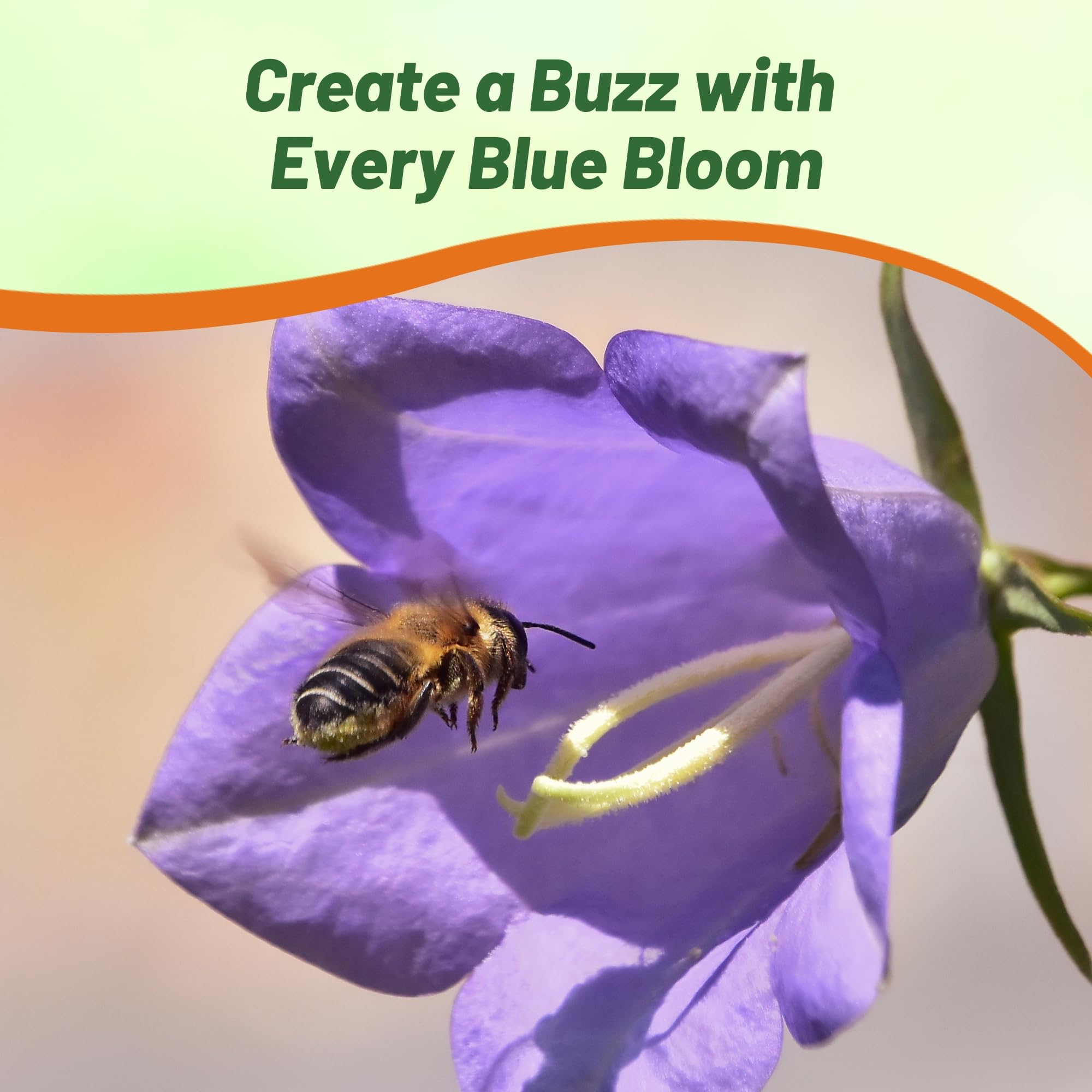 Bellflower Peach-leaved Blue Flowers