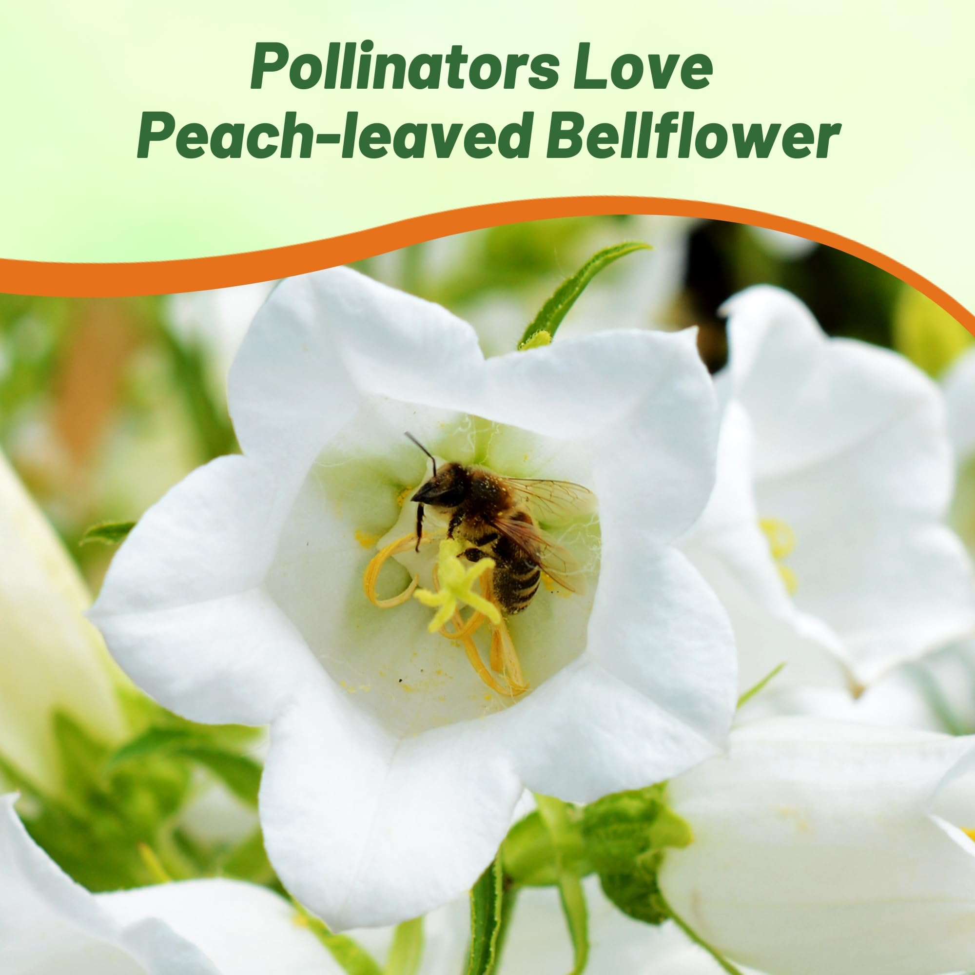 Bellflower Peach-Leaved White