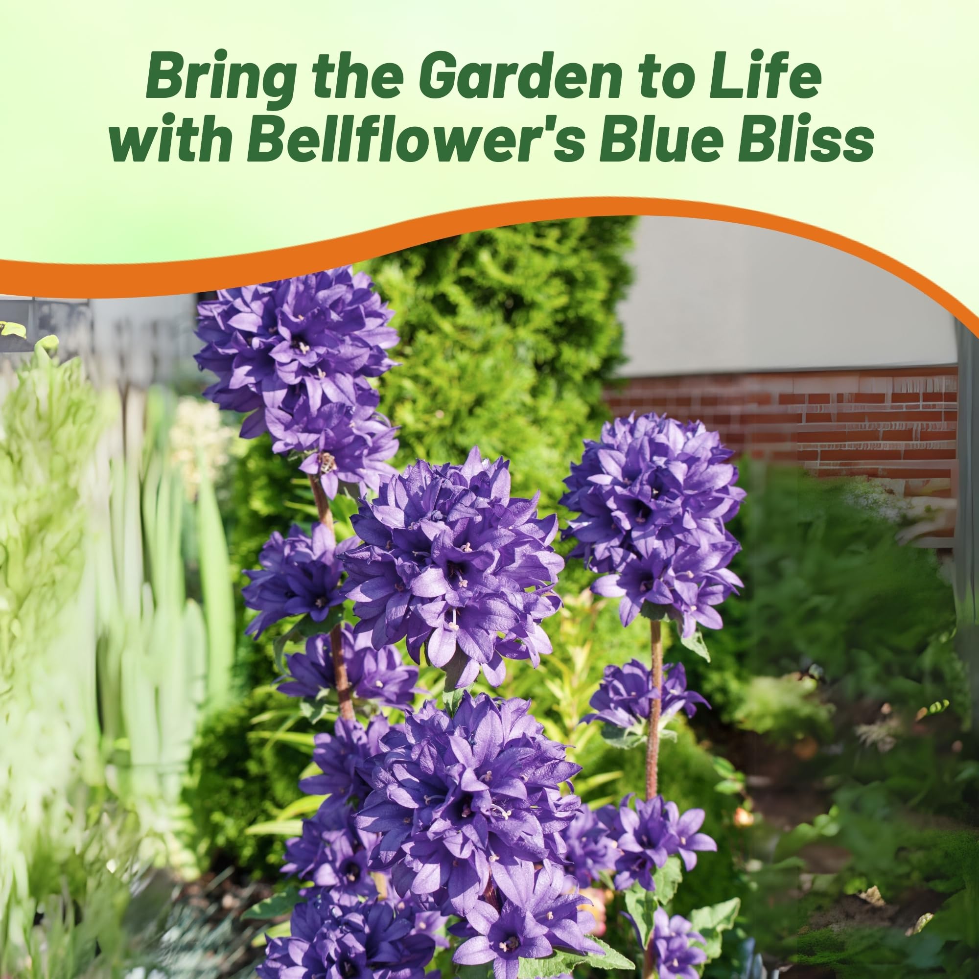 Campanula Superba Blue Flowers