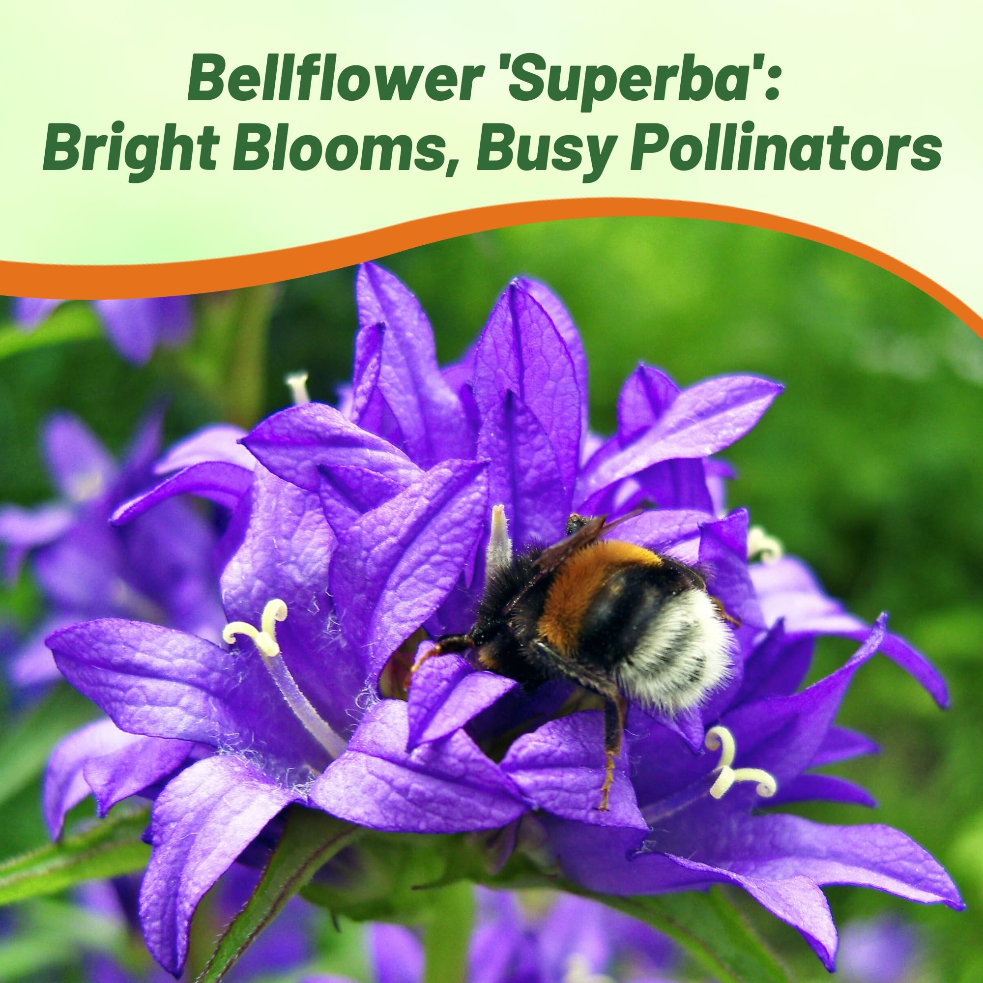 Bellflower Dark Blue Superba Cut Flowers