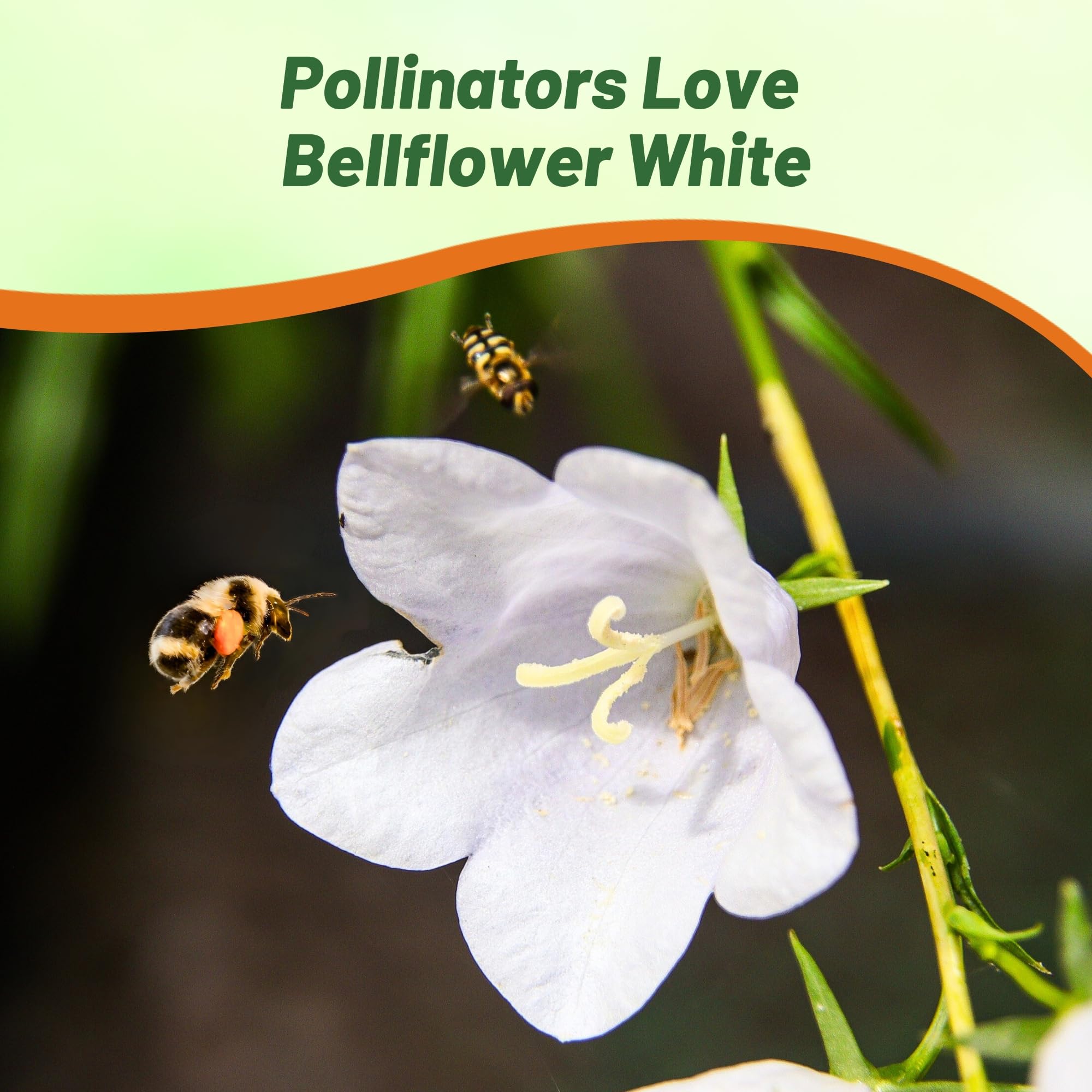 Campanula Bellflower White Garden Flowers