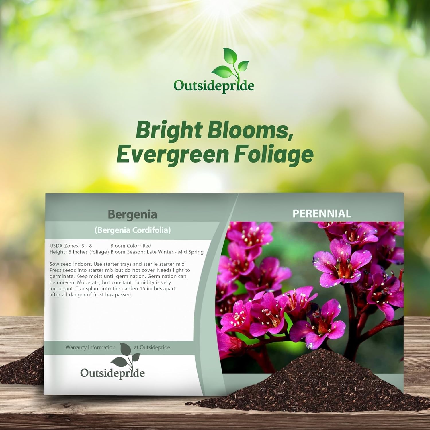Bergenia Cordifolia Flower Seed Packet