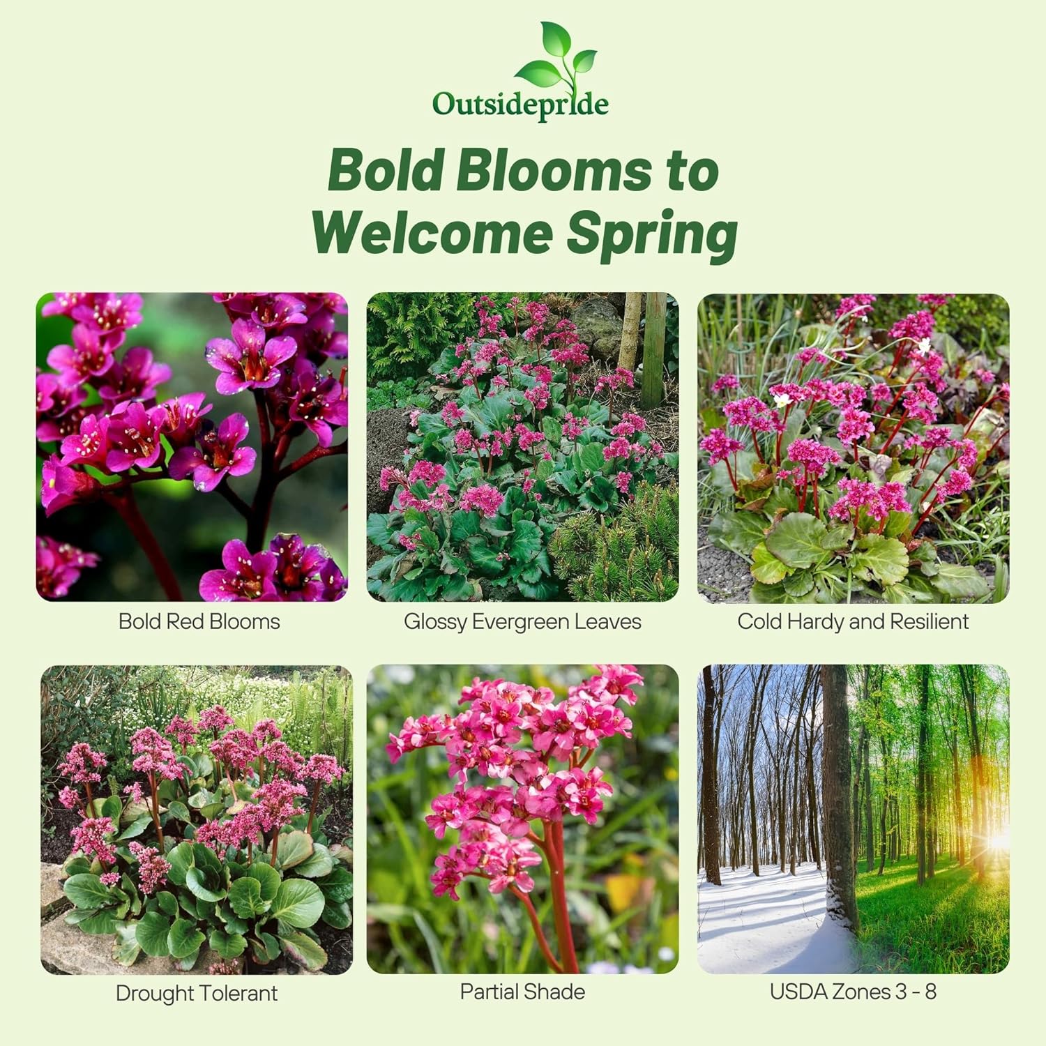 Bergenia Flower Beds