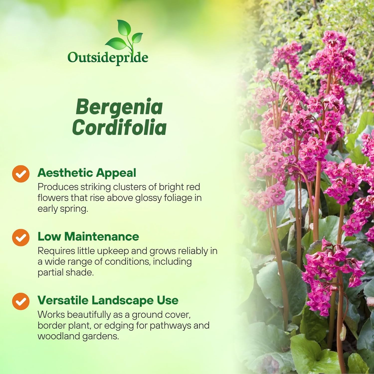 Bergenia Flower Garden Ground Cover