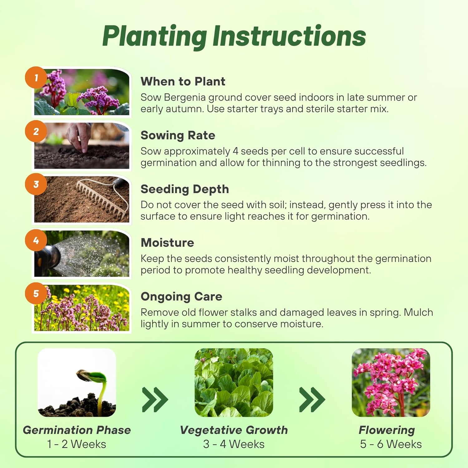 Bergenia Flower Planting Directions