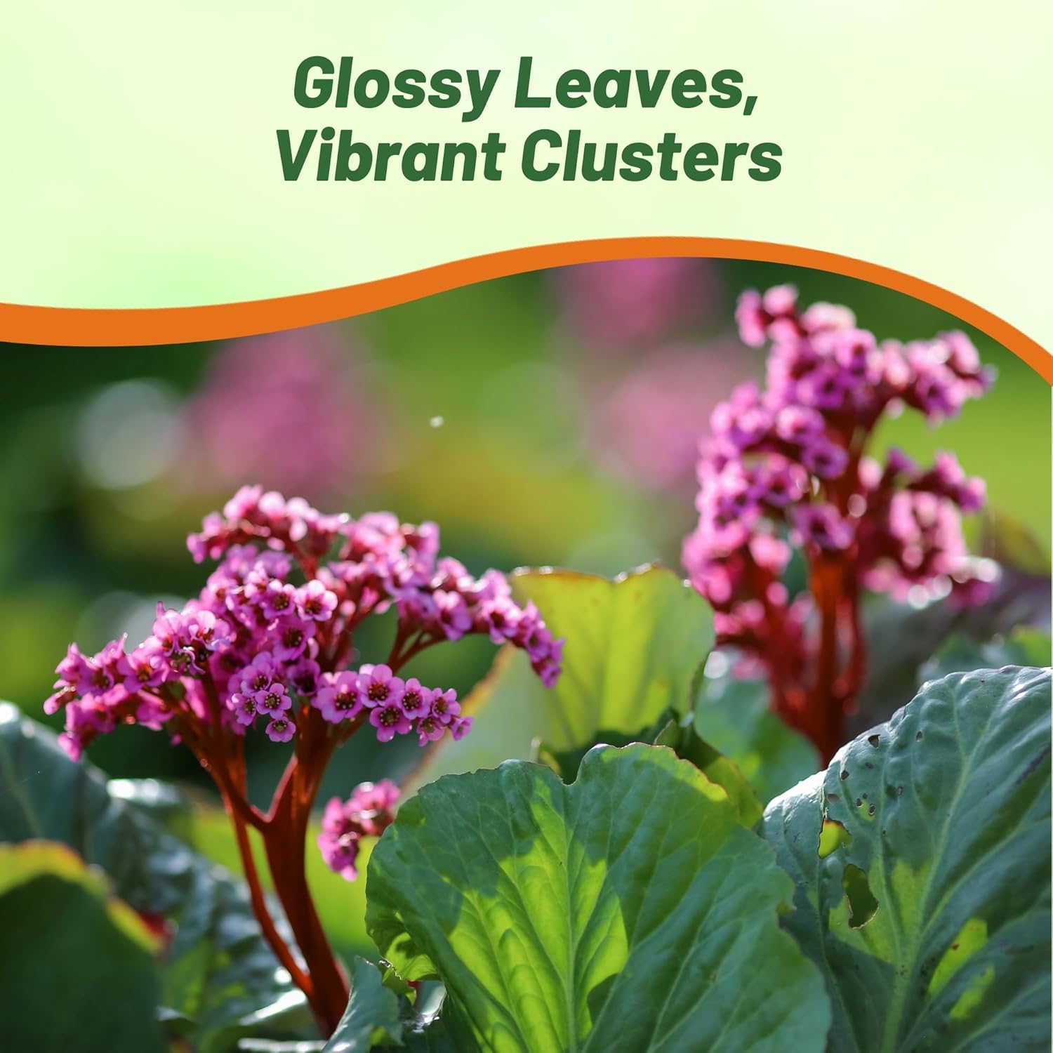 Bergenia Flower Container Plant