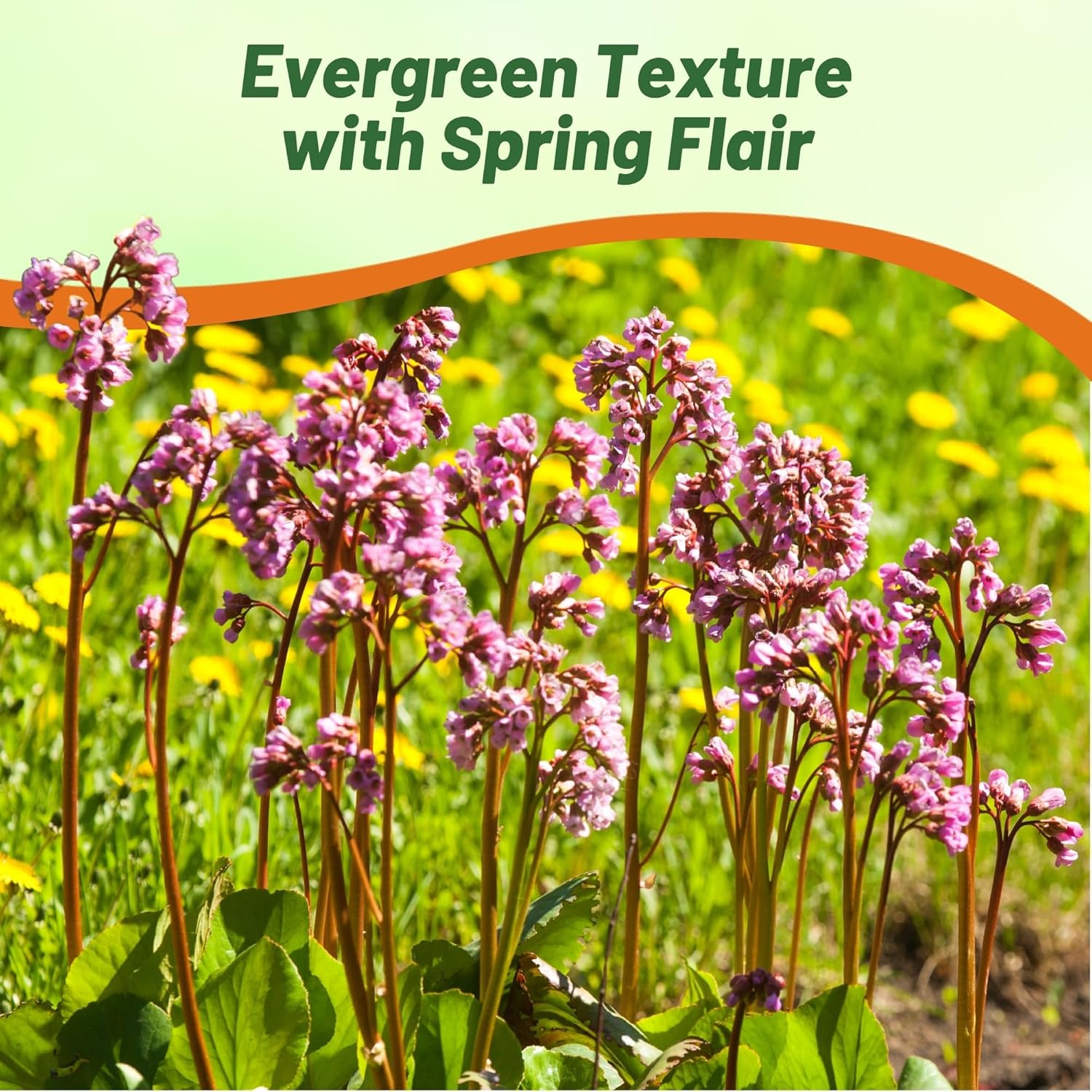 Bergenia Flower Pollinator
