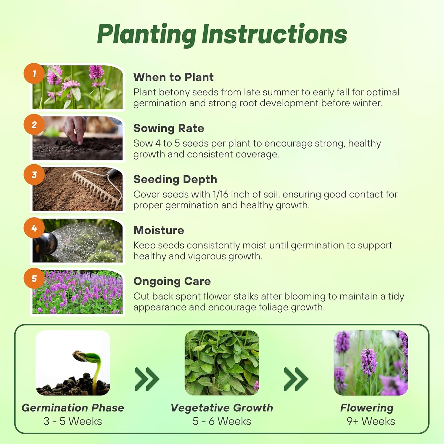 Purple Betony Seed Planting Directions
