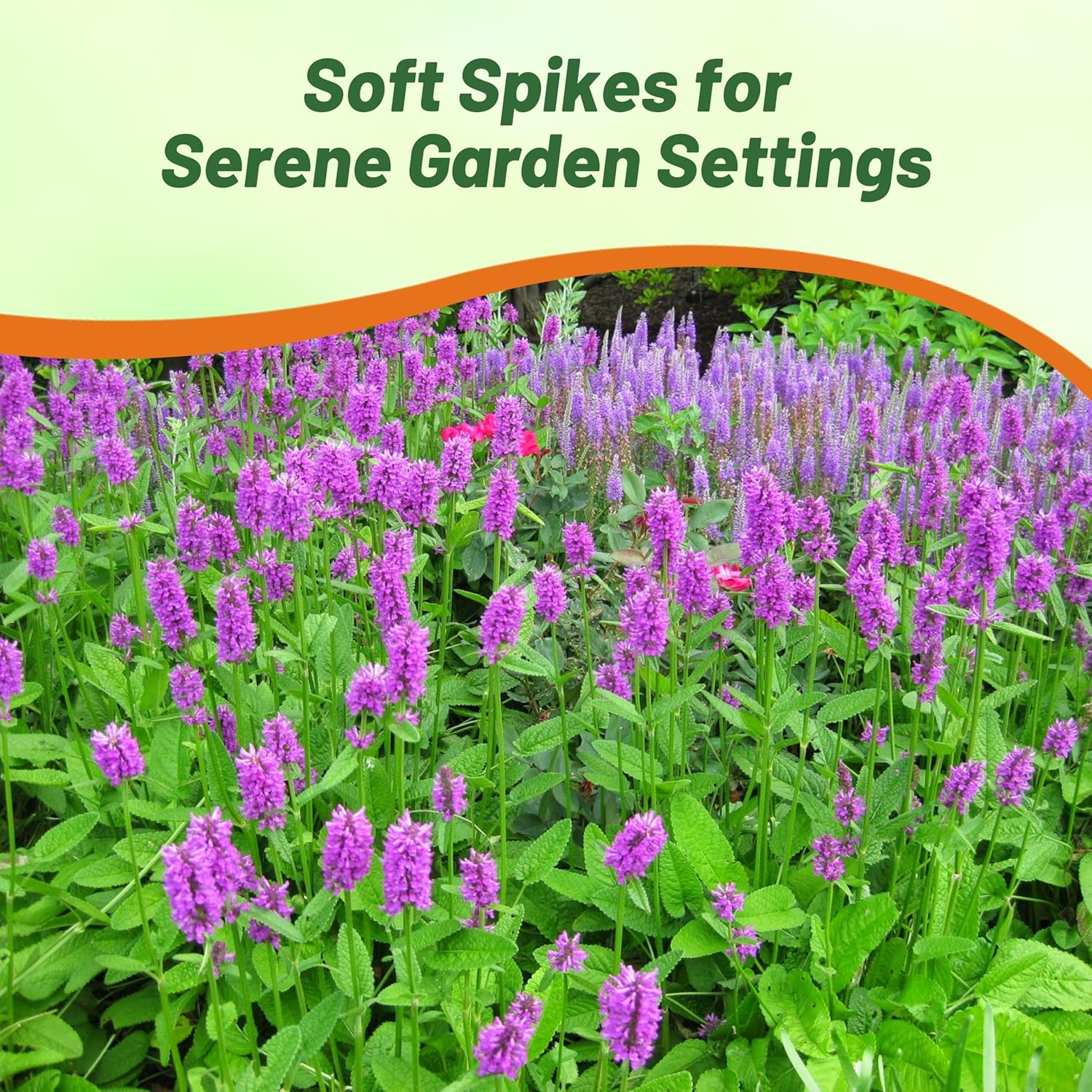 Hardy Perennial Betony Herb Garden Seed
